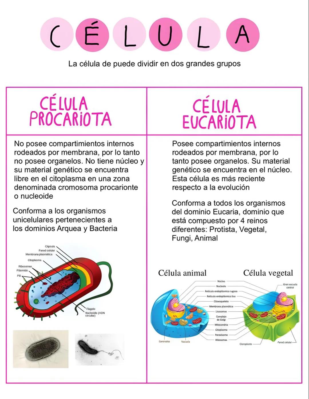 # CÉLULA
La célula de puede dividir en dos grandes grupos
# CÉLULA
## PROCARIOTA
No posee compartimientos internos
rodeados por membrana,