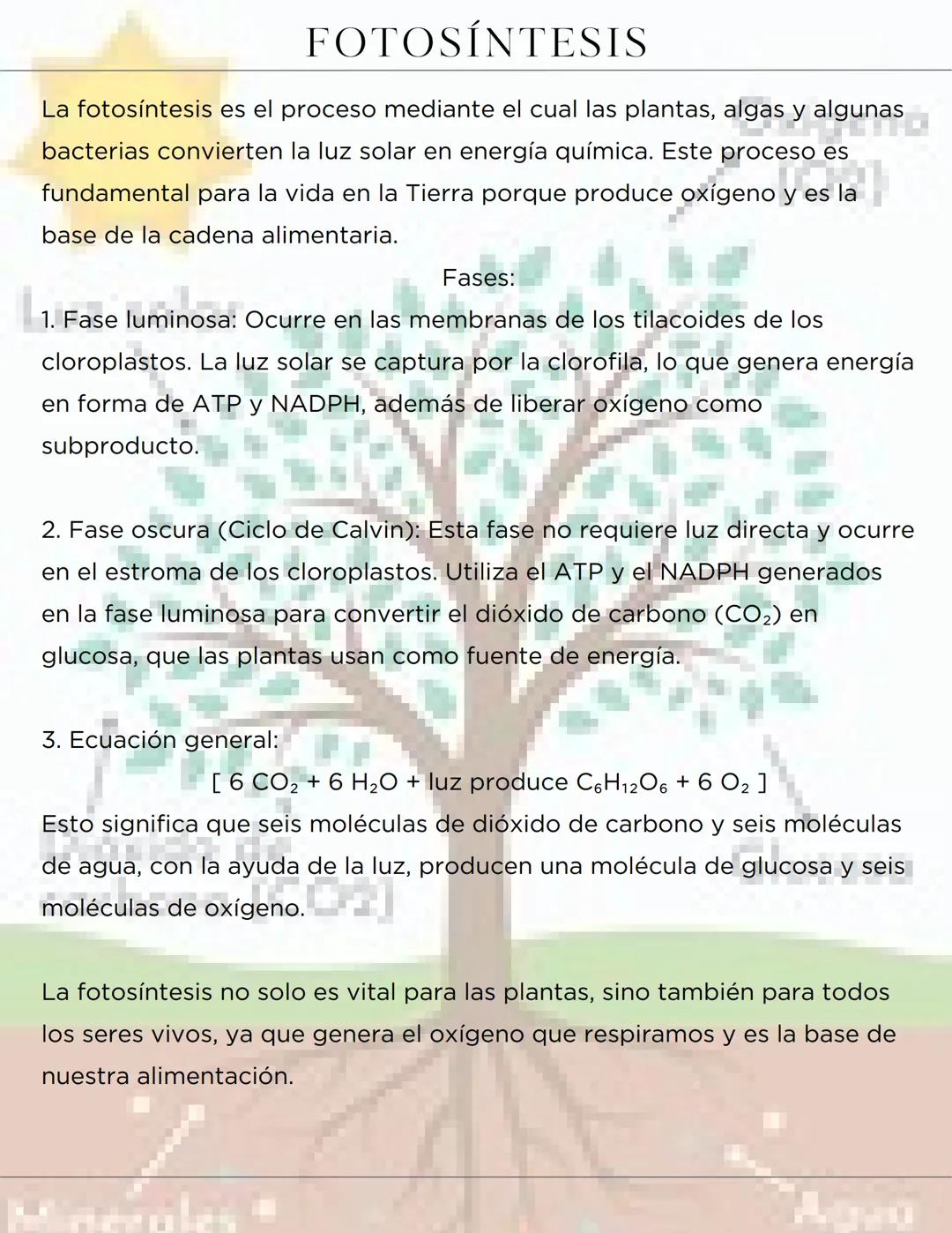 FOTOSÍNTESIS
La fotosíntesis es el proceso mediante el cual las plantas, algas y algunas
bacterias convierten la luz solar en energía químic