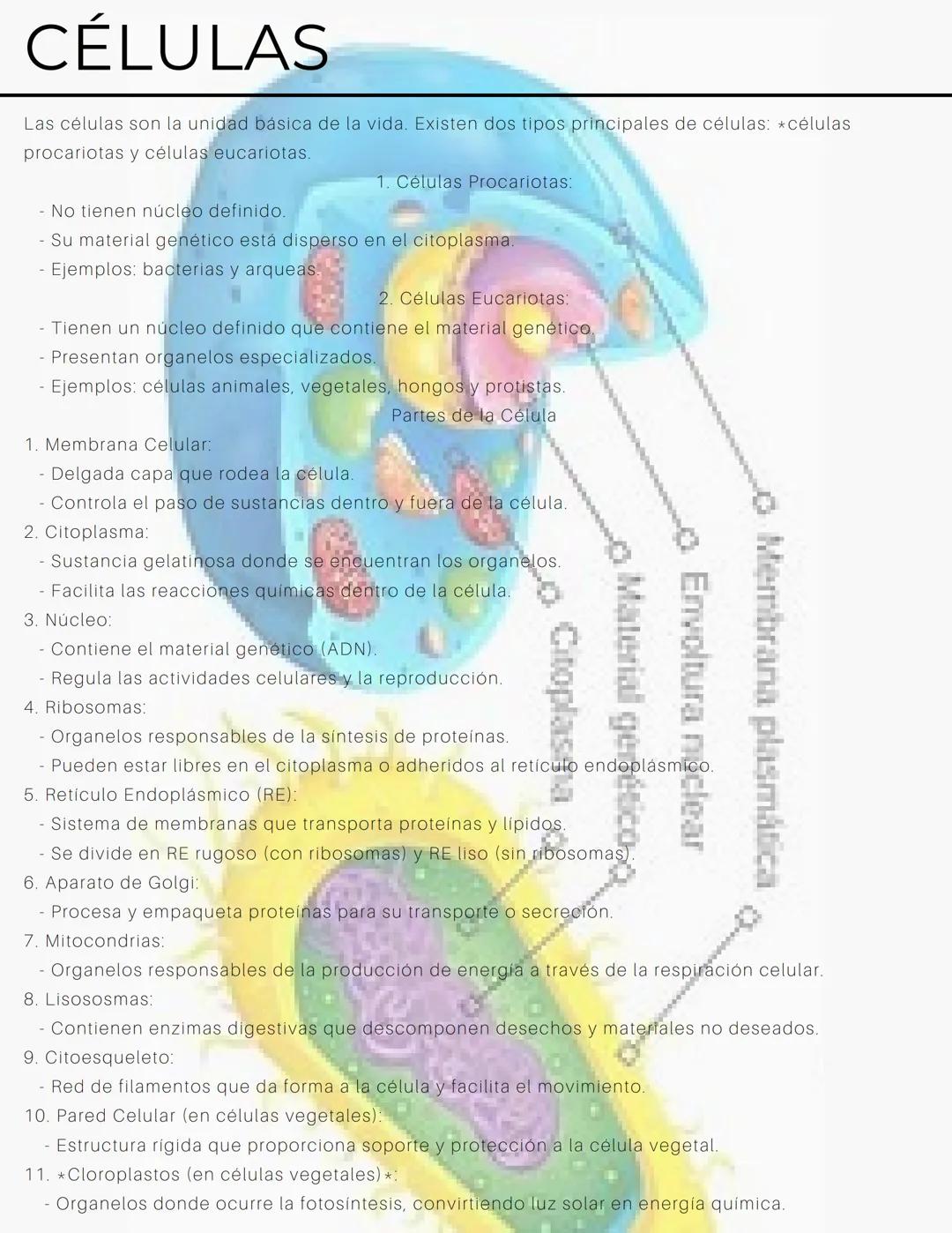 # CÉLULAS
Las células son la unidad básica de la vida. Existen dos tipos principales de células: células
procariotas y células eucariotas.