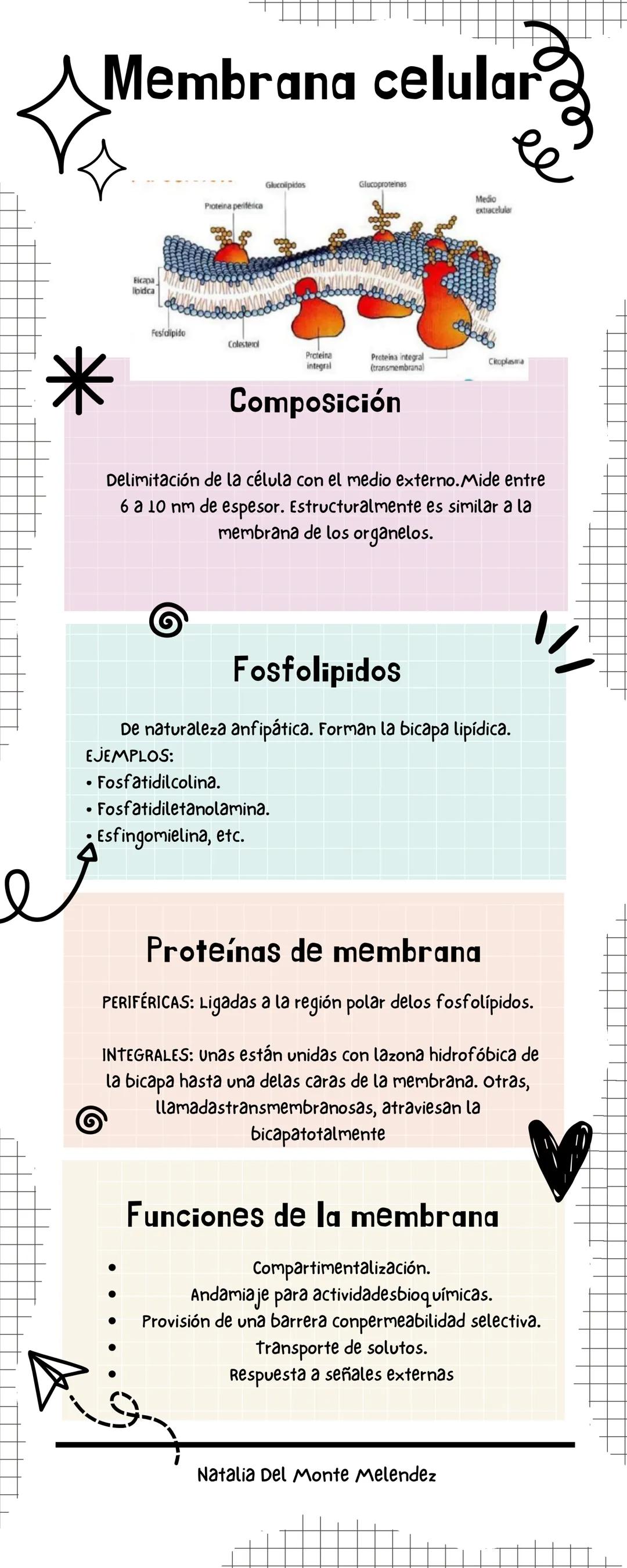 *
# Membrana celular
*Composición
Delimitación de la célula con el medio externo. Mide entre
6 a 10 nm de espesor. Estructuralmente es sim