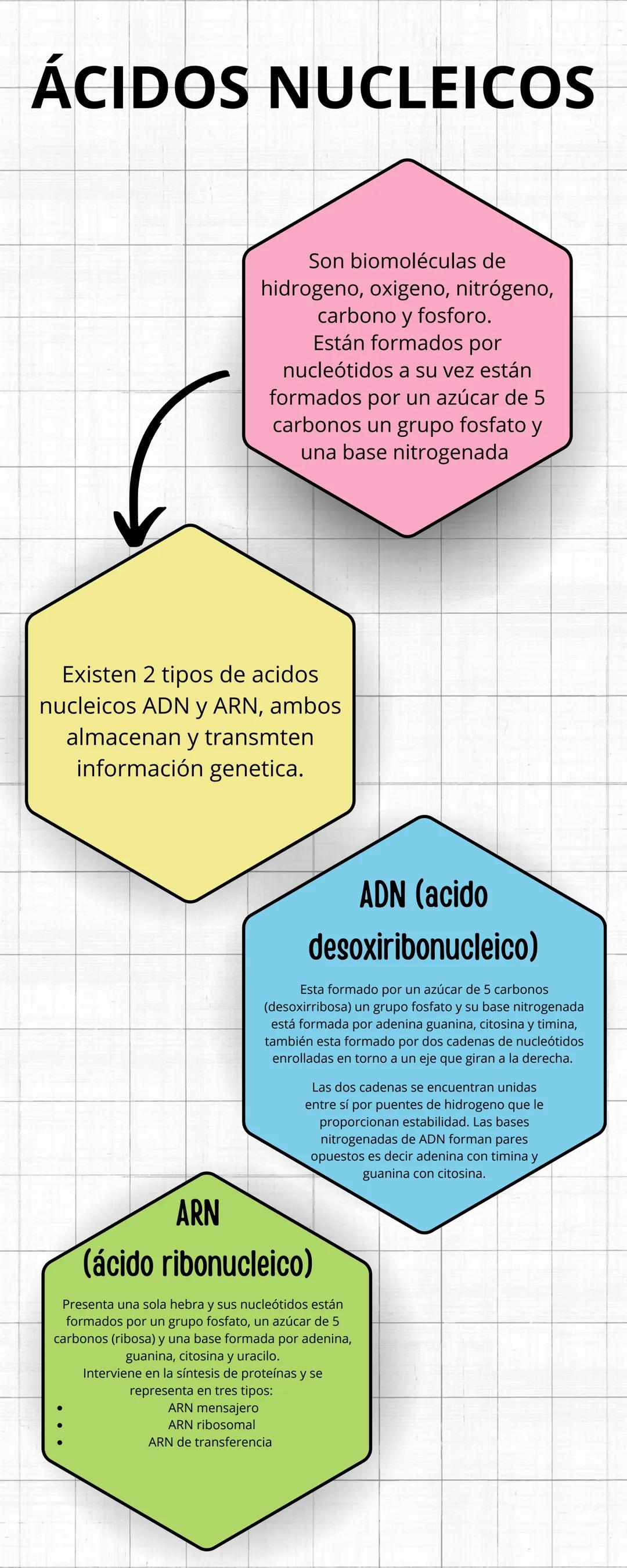 ÁCIDOS NUCLEICOS
Son biomoléculas de
hidrogeno, oxigeno, nitrógeno,
carbono y fosforo.
Están formados por
nucleótidos a su vez están
formado