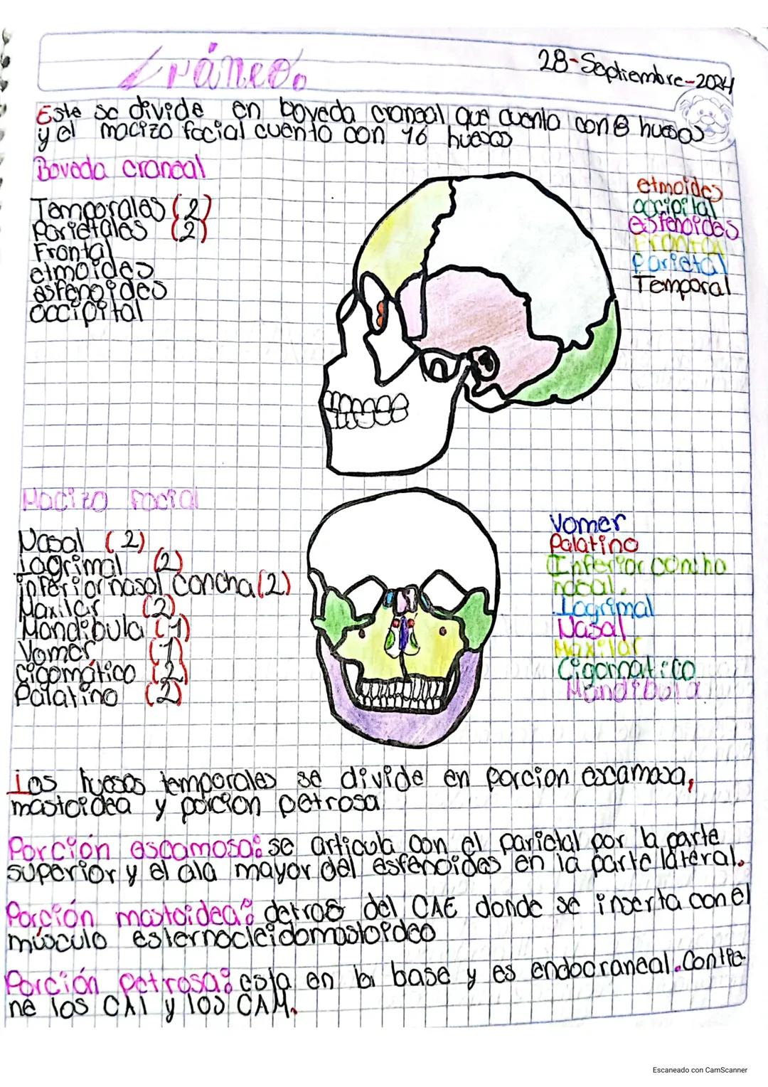 # Cráneo
28-Septiembre-2024
ste se divide en boyeda croneal que cuenta con 8 huesos
y el macizo facial cuento con 14 huesos
Boveda cranca