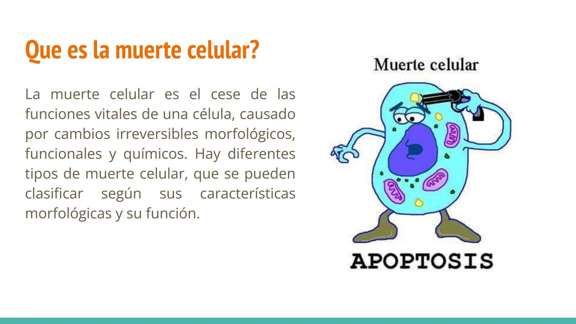 MUERTE
CELULAR Que es la muerte celular?
La muerte celular es el cese de las
funciones vitales de una célula, causado
por cambios irreversib