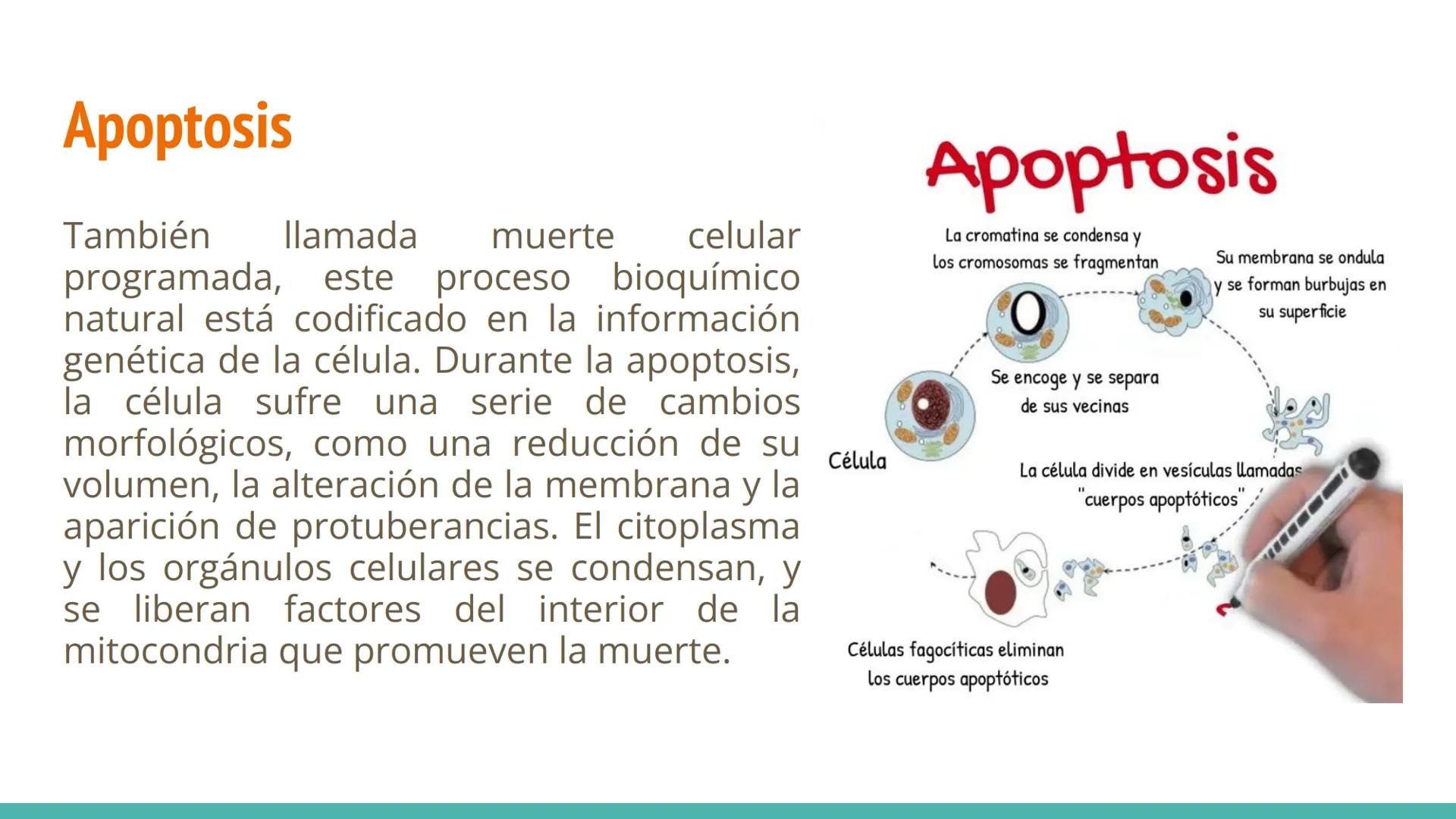 MUERTE
CELULAR Que es la muerte celular?
La muerte celular es el cese de las
funciones vitales de una célula, causado
por cambios irreversib