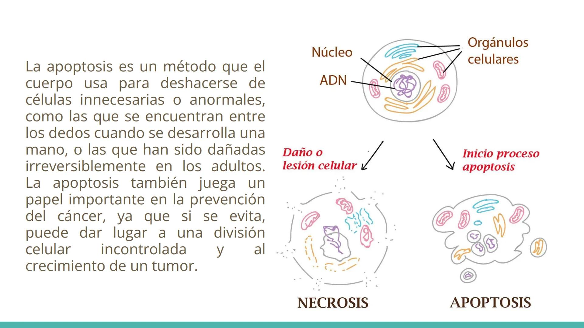 MUERTE
CELULAR Que es la muerte celular?
La muerte celular es el cese de las
funciones vitales de una célula, causado
por cambios irreversib
