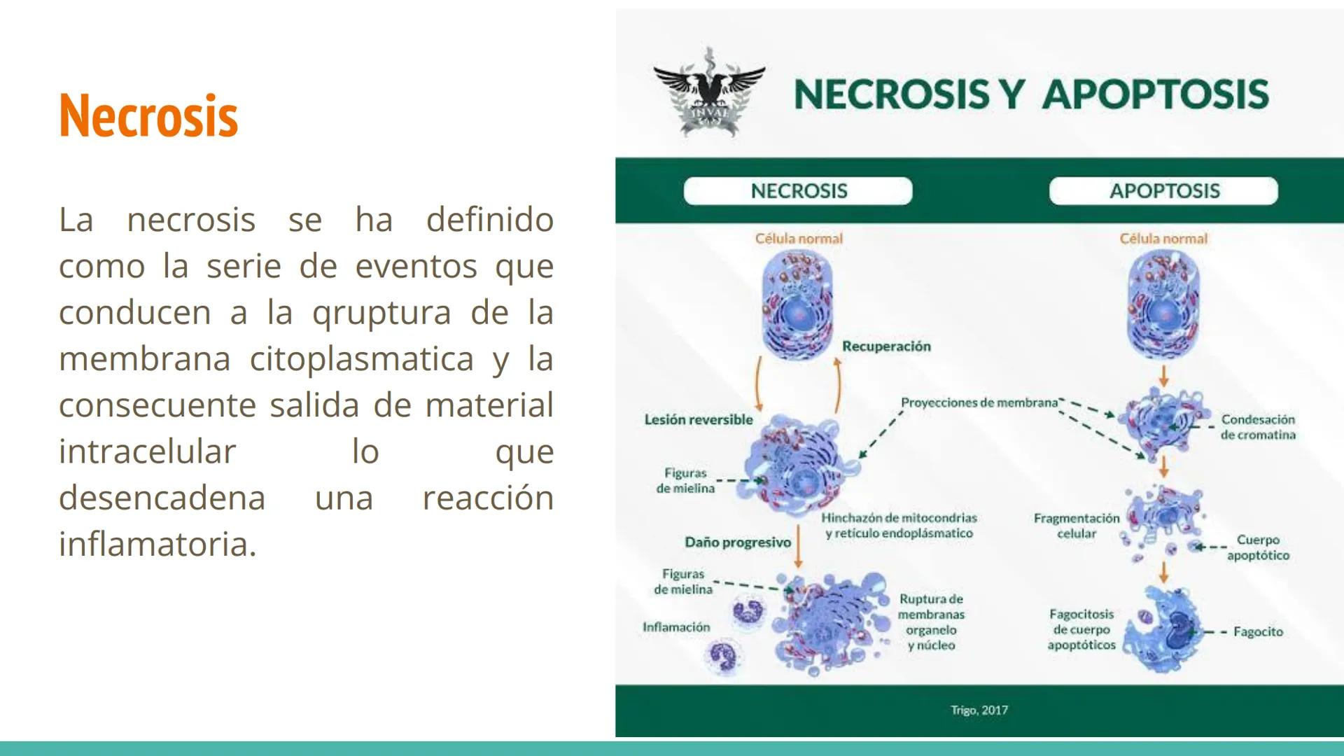 MUERTE
CELULAR Que es la muerte celular?
La muerte celular es el cese de las
funciones vitales de una célula, causado
por cambios irreversib