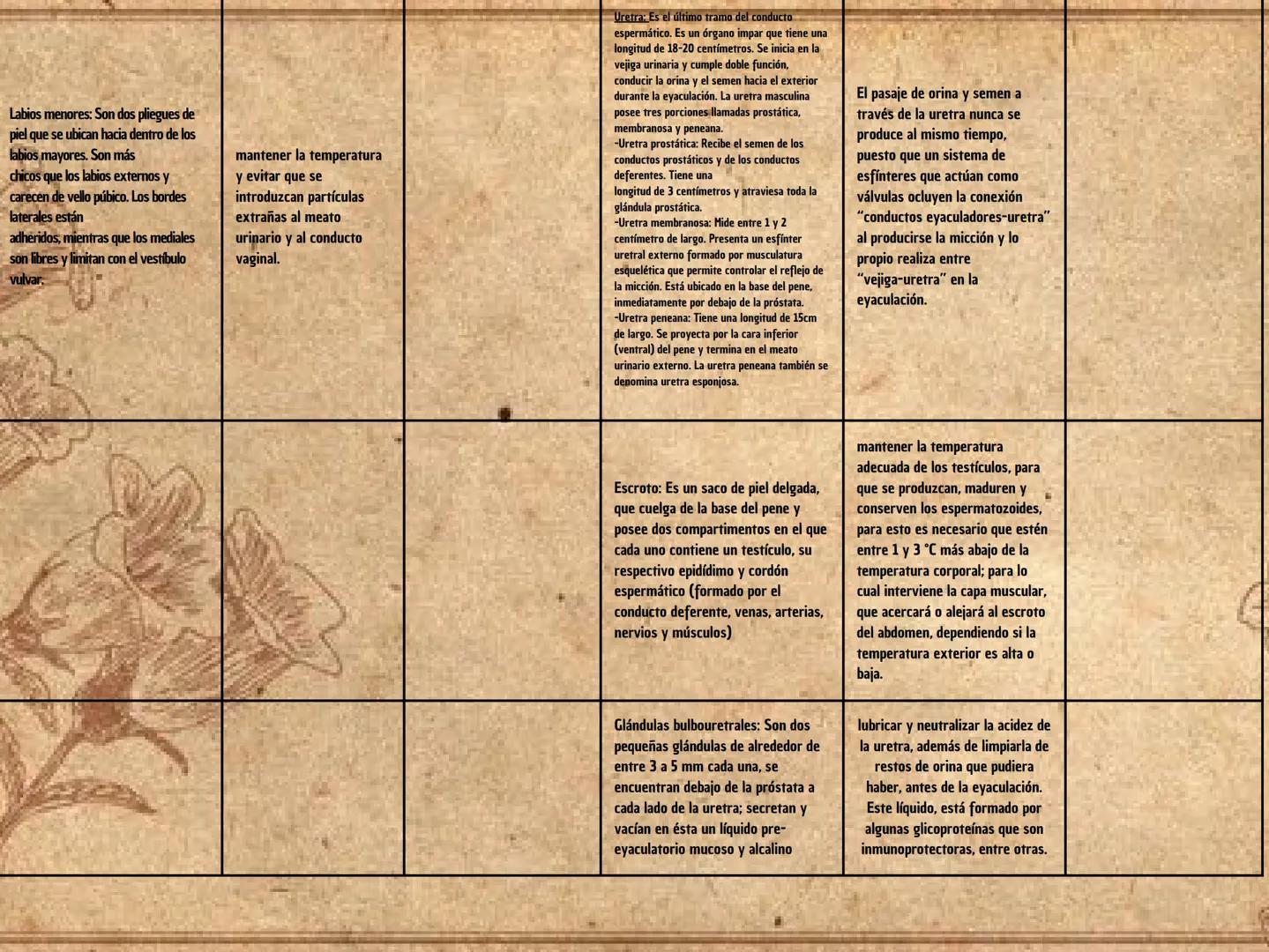 Sistema reproductor femenino
Órgano
FUNCION
ENFERMEDADES
ovarios: Son dos órganos glandulares de
forma ovoide y algo aplanados, ubicados en