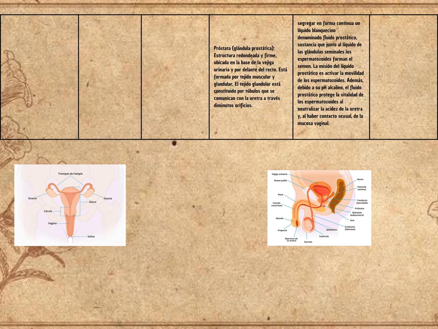 Sistema reproductor femenino
Órgano
FUNCION
ENFERMEDADES
ovarios: Son dos órganos glandulares de
forma ovoide y algo aplanados, ubicados en