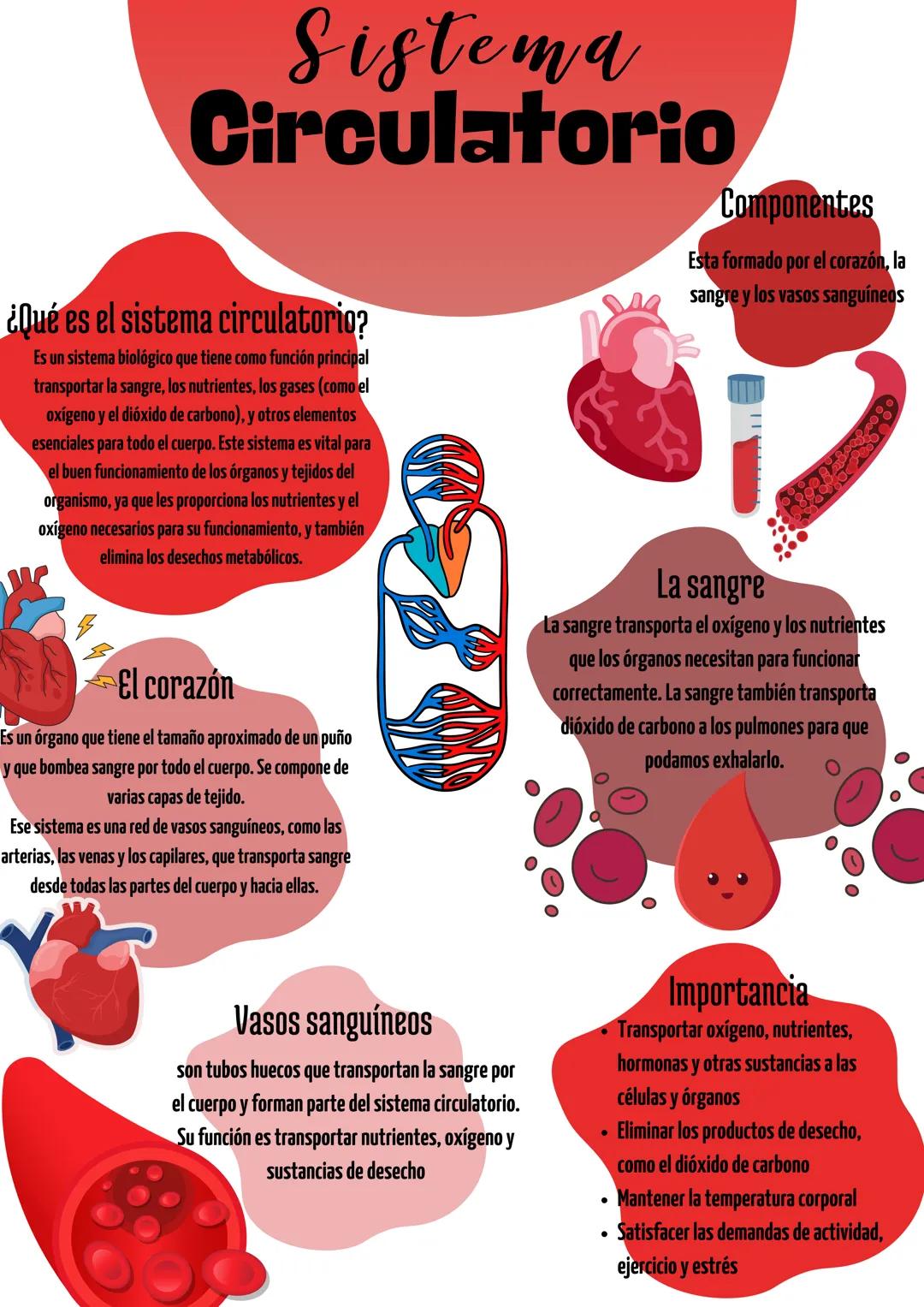 # Sistema
Circulatorio
¿Qué es el sistema circulatorio?
Es un sistema biológico que tiene como función principal
transportar la sangre, lo