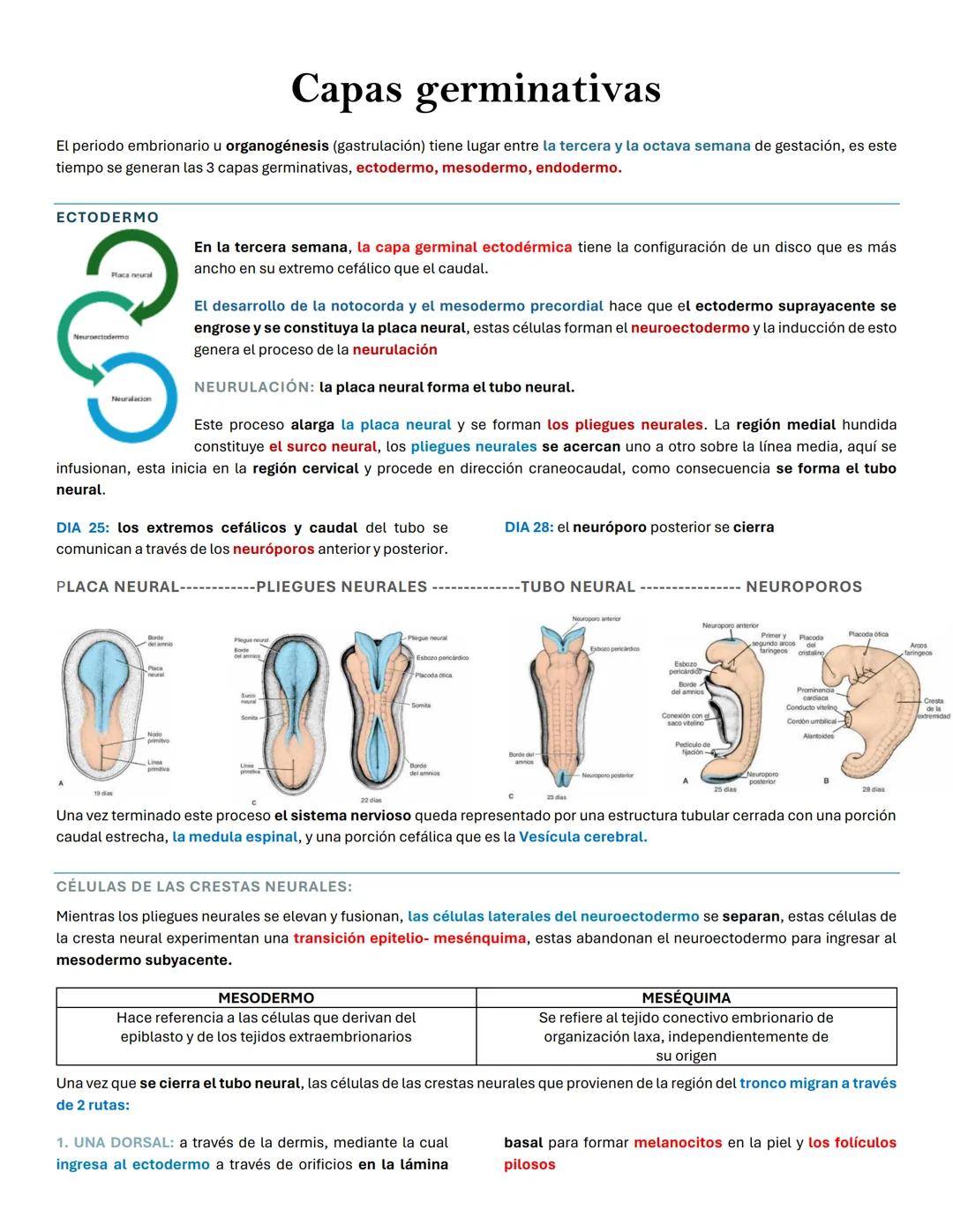 Capas germinativas
El periodo embrionario u organogénesis (gastrulación) tiene lugar entre la tercera y la octava semana de gestación, es es