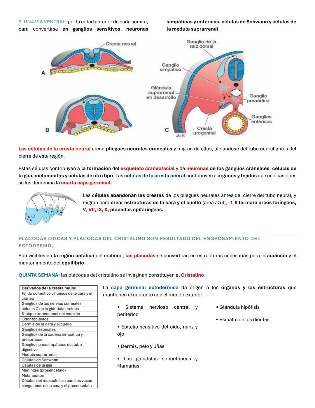 Capas germinativas
El periodo embrionario u organogénesis (gastrulación) tiene lugar entre la tercera y la octava semana de gestación, es es