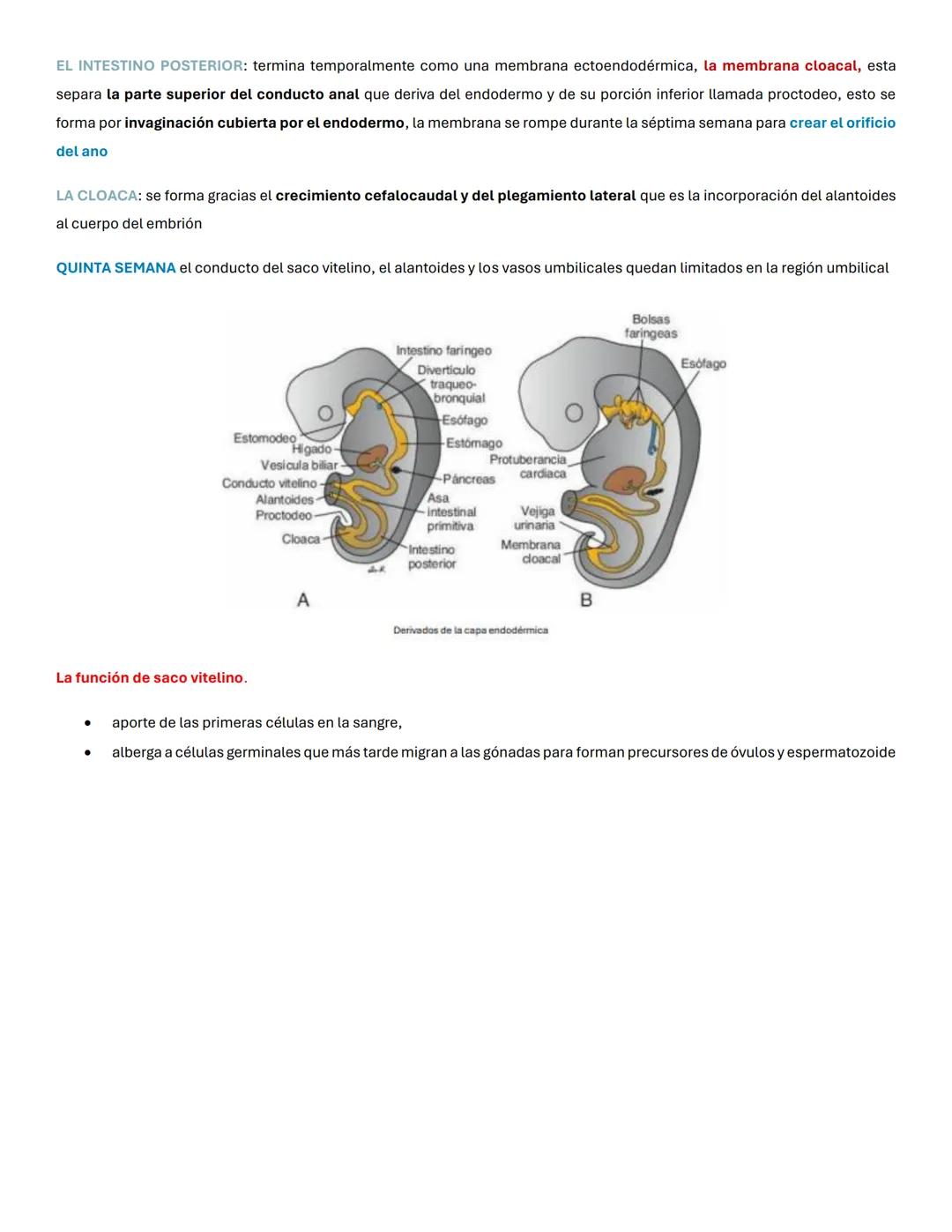 Capas germinativas
El periodo embrionario u organogénesis (gastrulación) tiene lugar entre la tercera y la octava semana de gestación, es es