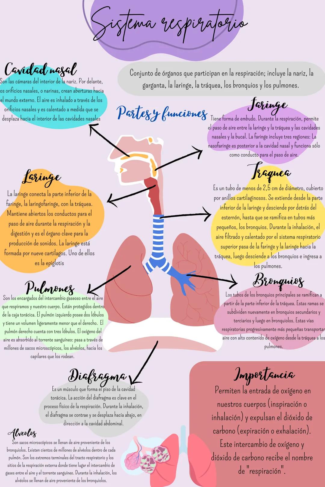 # Sistema respiratoria
Cavidad nasal
Son las cámaras del interior de la nariz. Por delante,
os orificios nasales, o narinas, crean abertur
