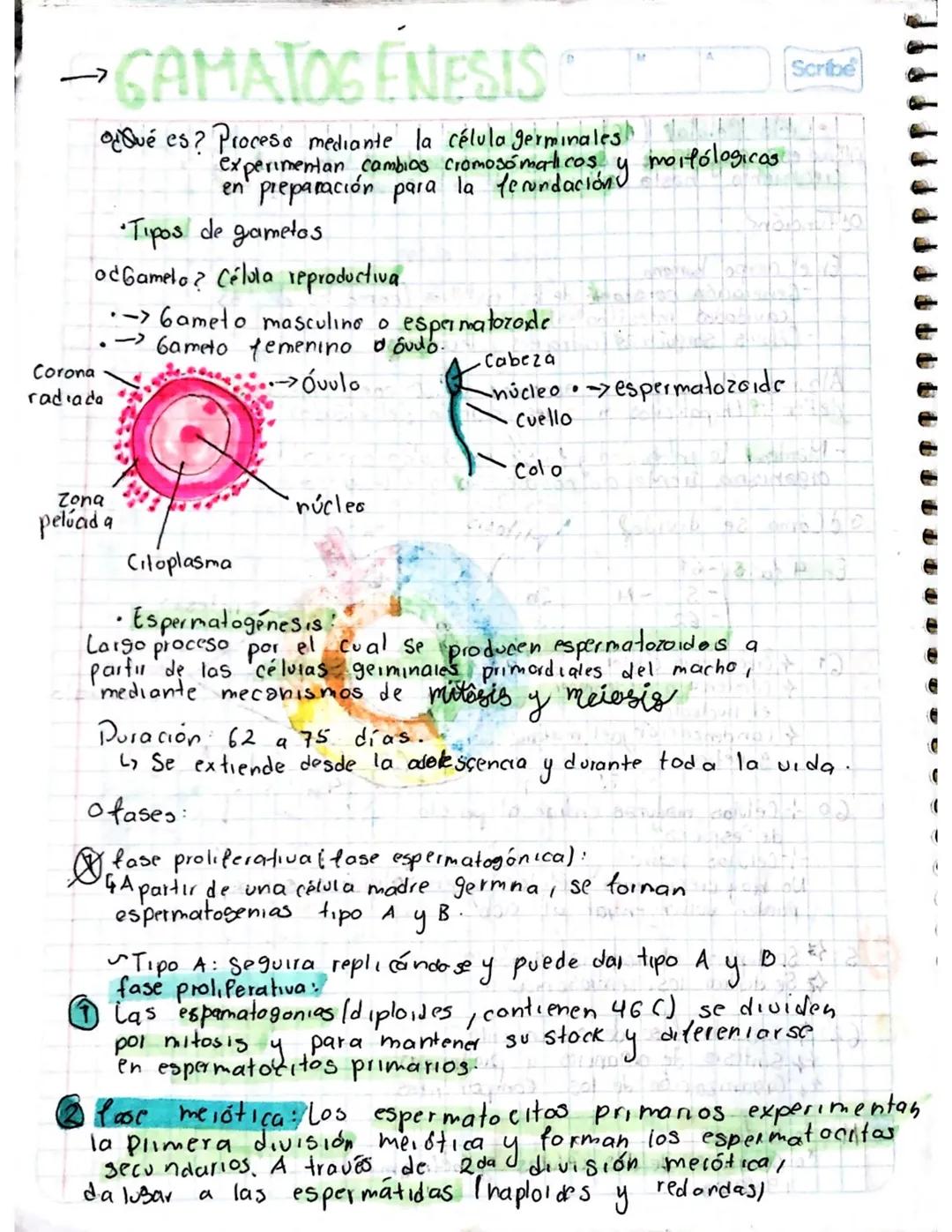 # GAMATOGENESIS
¿Qué es? Process mediante la célula germinales
experientar, cambios cromosomaticosony morfologicas
•Tipos de gametas
odG