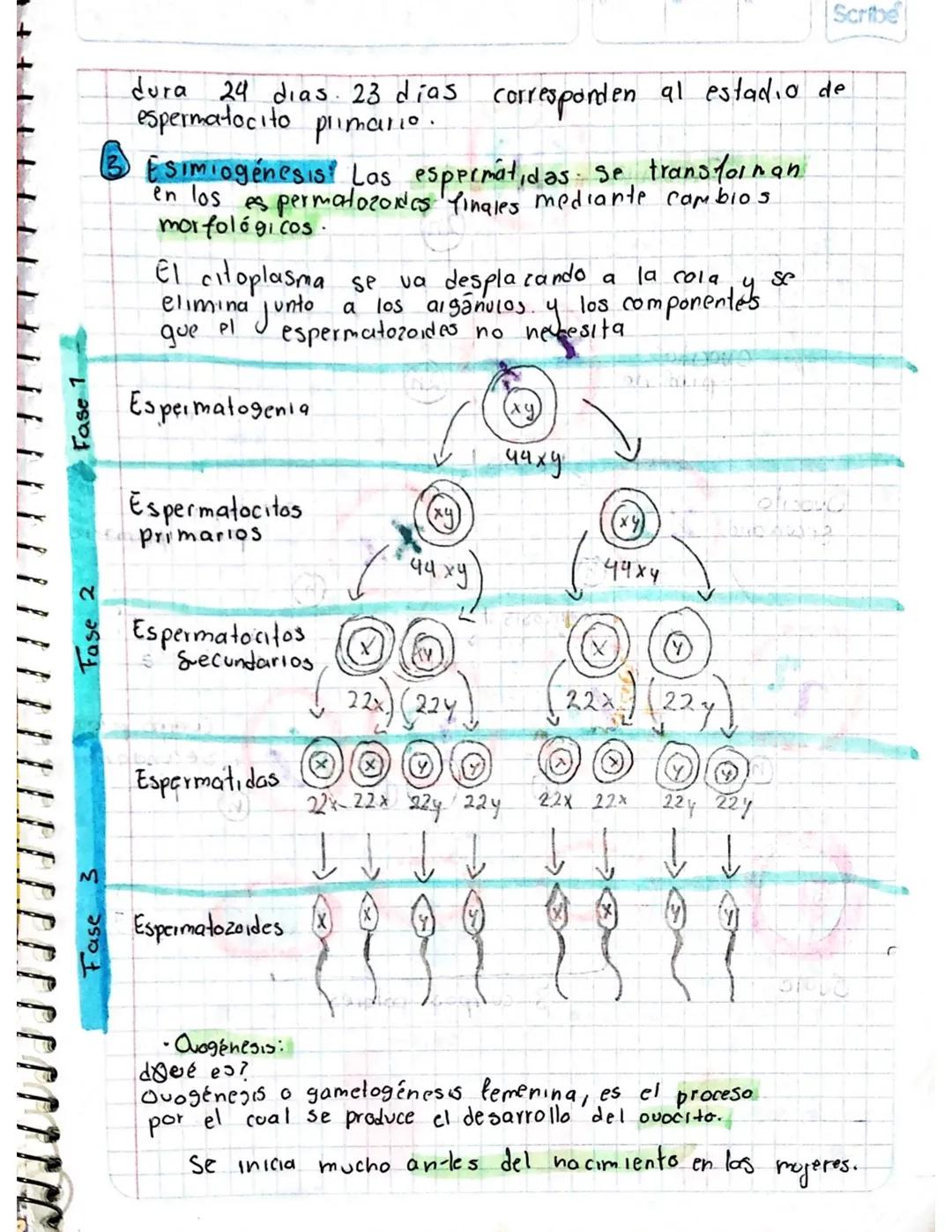 # GAMATOGENESIS
¿Qué es? Process mediante la célula germinales
experientar, cambios cromosomaticosony morfologicas
•Tipos de gametas
odG