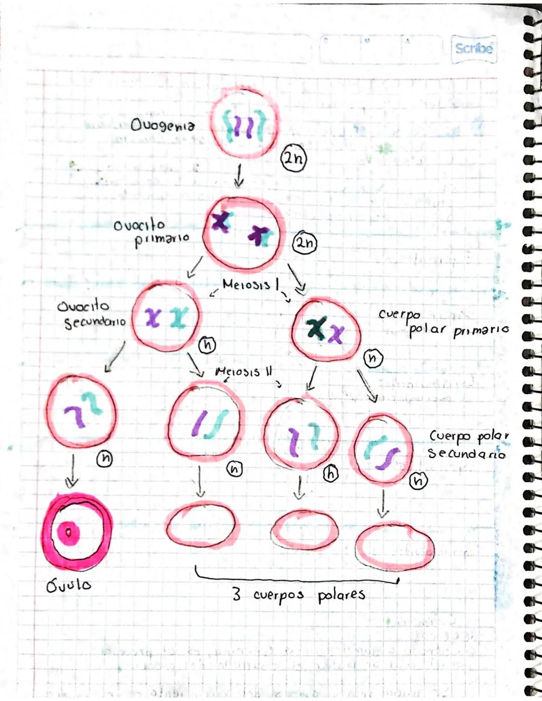 # GAMATOGENESIS
¿Qué es? Process mediante la célula germinales
experientar, cambios cromosomaticosony morfologicas
•Tipos de gametas
odG