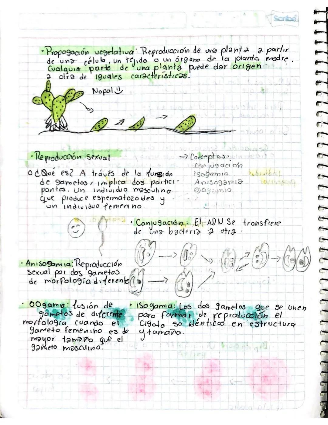 # GAMATOGENESIS
¿Qué es? Process mediante la célula germinales
experientar, cambios cromosomaticosony morfologicas
•Tipos de gametas
odG