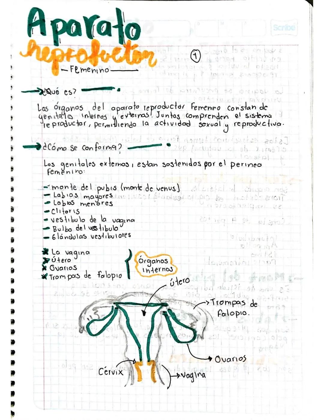 # Aparato
heprofvetor
-Femenino.
Qué es?
Las órganos del aparato reproductor Femenino constan de
genitales internos y externas! Juntos co