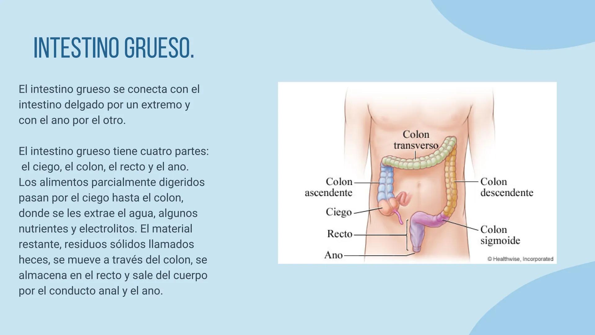 aparato
DIGESTIVO THE DIGESTIVE SYSTEM
El aparato digestivo es el conjunto de órganos
encargados del proceso de la digestión, es decir, la