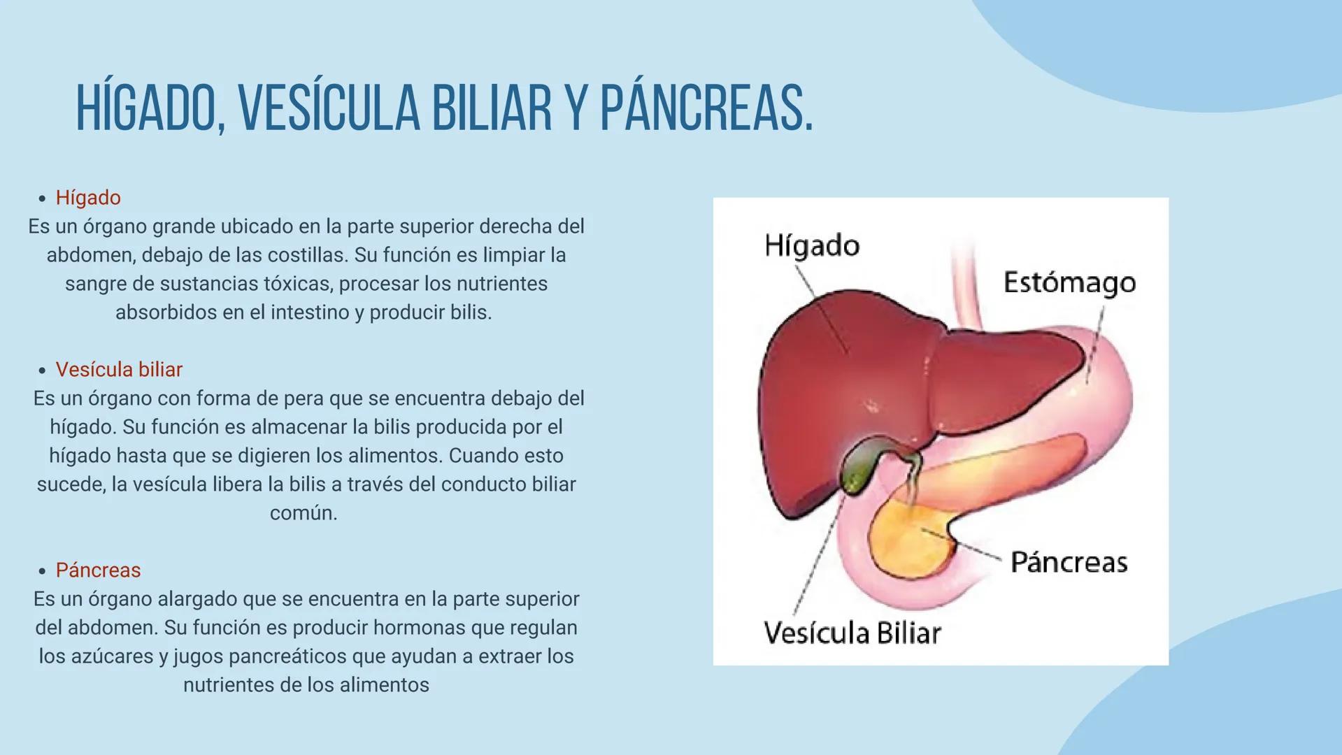 aparato
DIGESTIVO THE DIGESTIVE SYSTEM
El aparato digestivo es el conjunto de órganos
encargados del proceso de la digestión, es decir, la