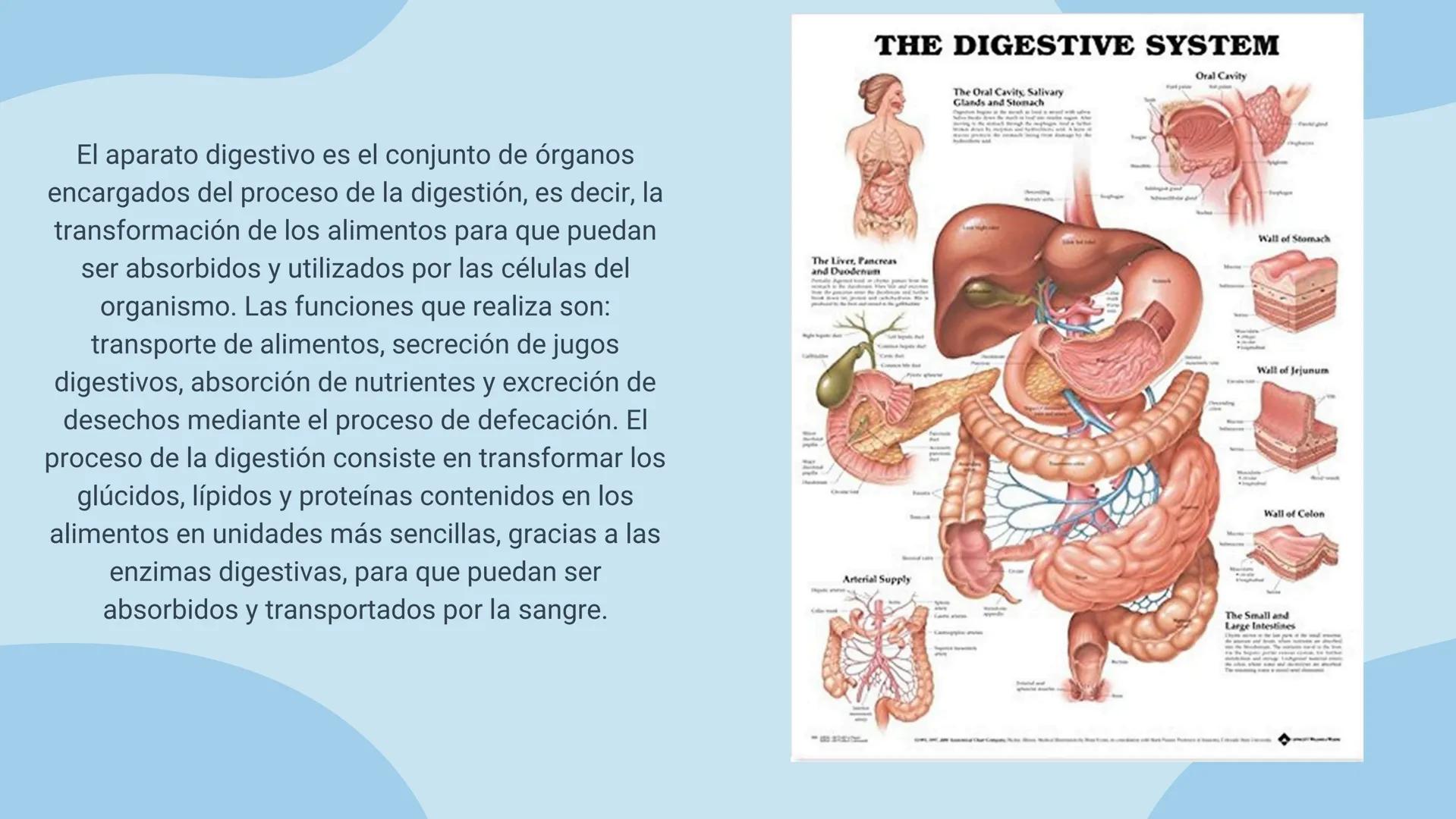 aparato
DIGESTIVO THE DIGESTIVE SYSTEM
El aparato digestivo es el conjunto de órganos
encargados del proceso de la digestión, es decir, la