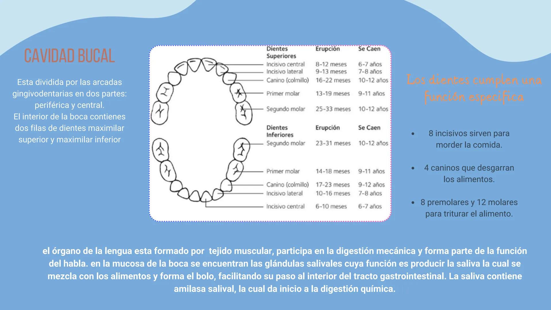 aparato
DIGESTIVO THE DIGESTIVE SYSTEM
El aparato digestivo es el conjunto de órganos
encargados del proceso de la digestión, es decir, la