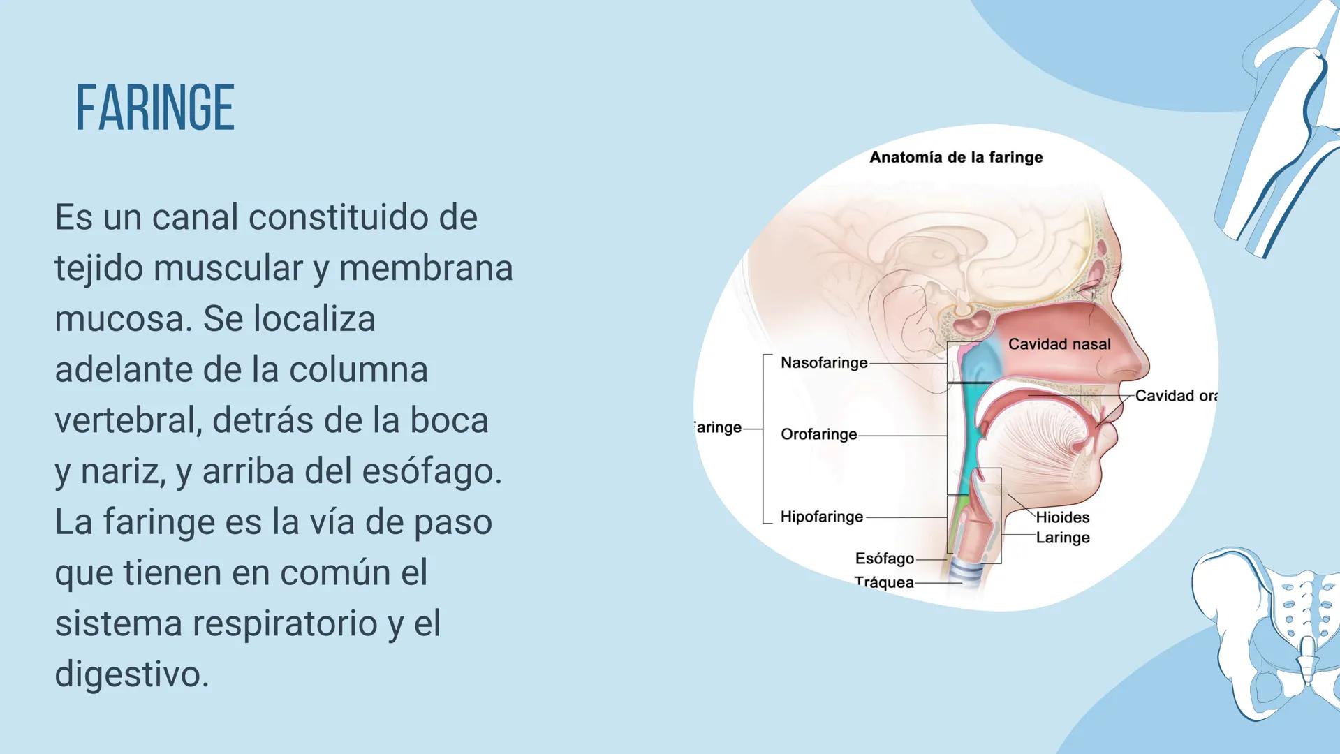 aparato
DIGESTIVO THE DIGESTIVE SYSTEM
El aparato digestivo es el conjunto de órganos
encargados del proceso de la digestión, es decir, la