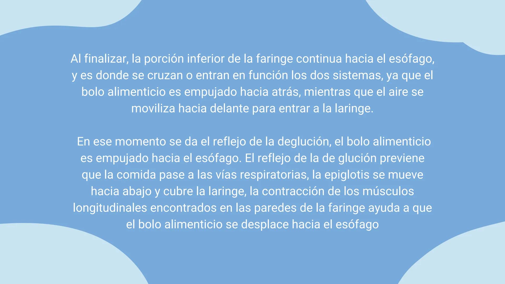 aparato
DIGESTIVO THE DIGESTIVE SYSTEM
El aparato digestivo es el conjunto de órganos
encargados del proceso de la digestión, es decir, la