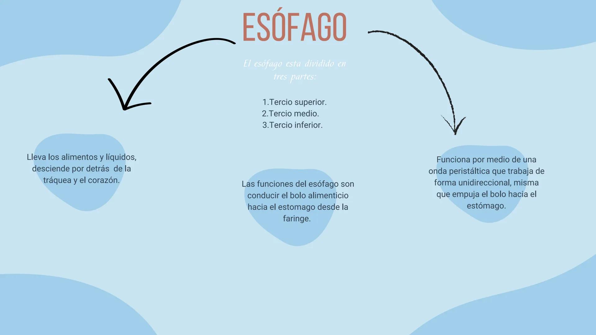 aparato
DIGESTIVO THE DIGESTIVE SYSTEM
El aparato digestivo es el conjunto de órganos
encargados del proceso de la digestión, es decir, la