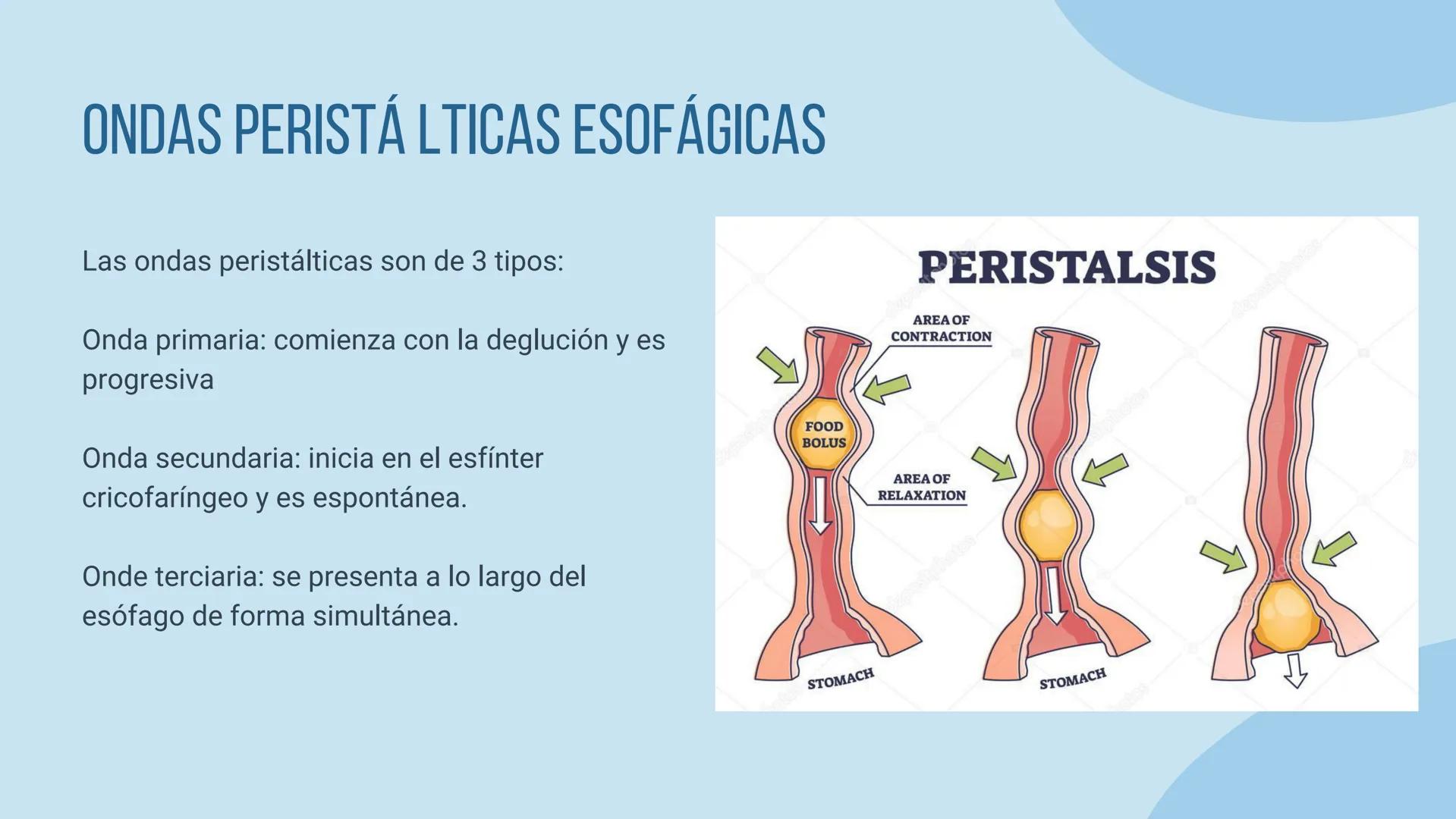 aparato
DIGESTIVO THE DIGESTIVE SYSTEM
El aparato digestivo es el conjunto de órganos
encargados del proceso de la digestión, es decir, la