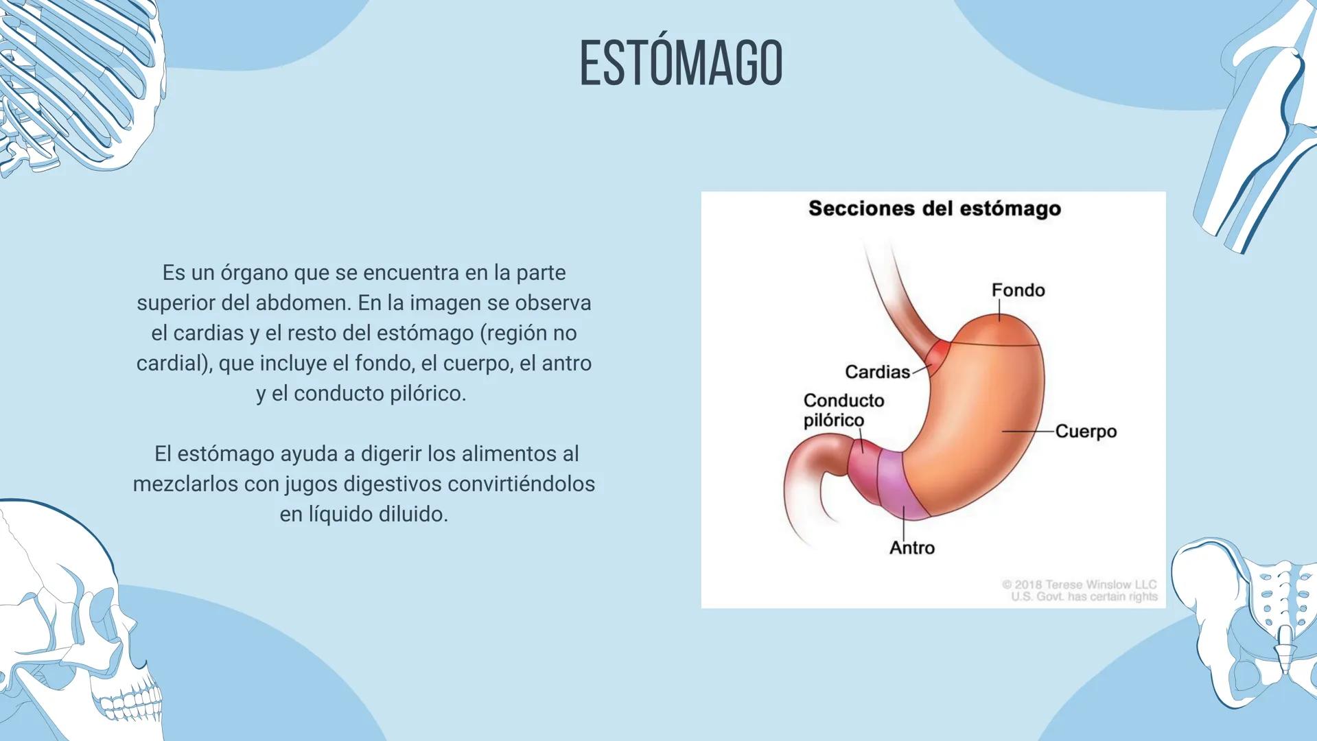 aparato
DIGESTIVO THE DIGESTIVE SYSTEM
El aparato digestivo es el conjunto de órganos
encargados del proceso de la digestión, es decir, la
