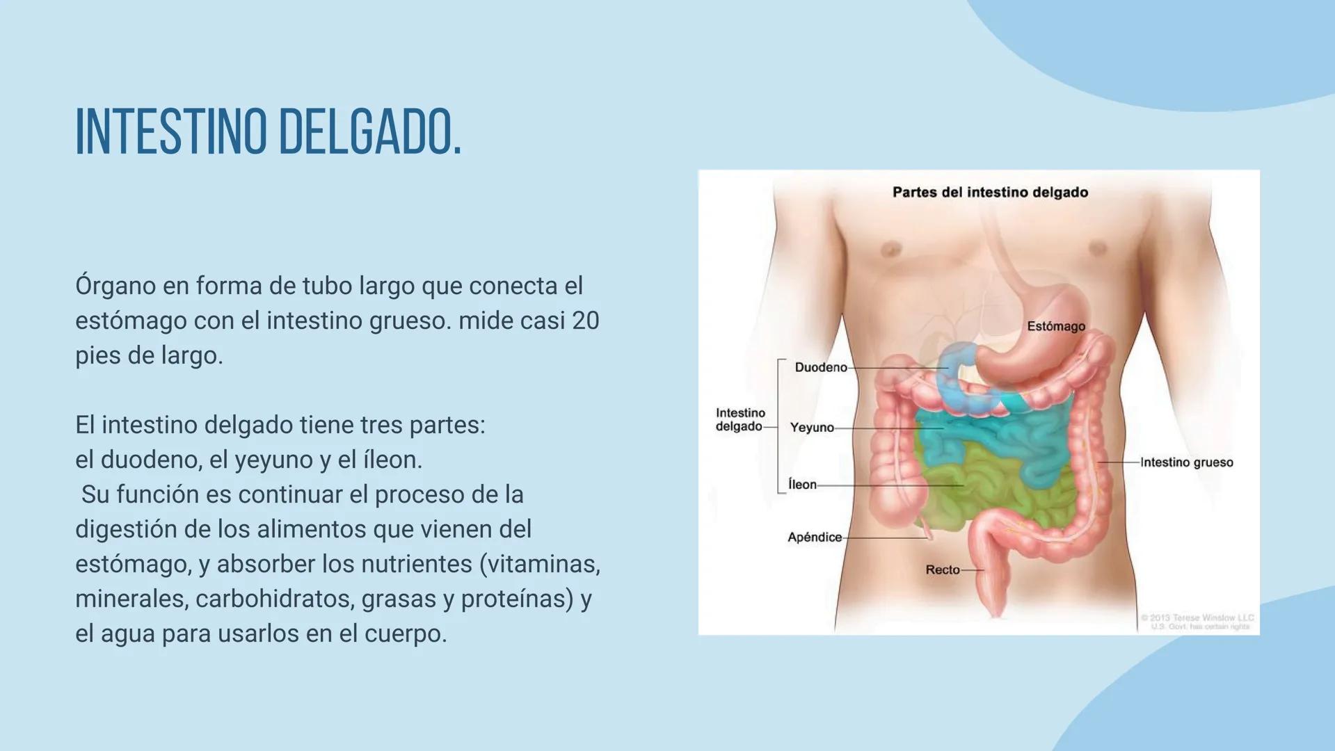 aparato
DIGESTIVO THE DIGESTIVE SYSTEM
El aparato digestivo es el conjunto de órganos
encargados del proceso de la digestión, es decir, la