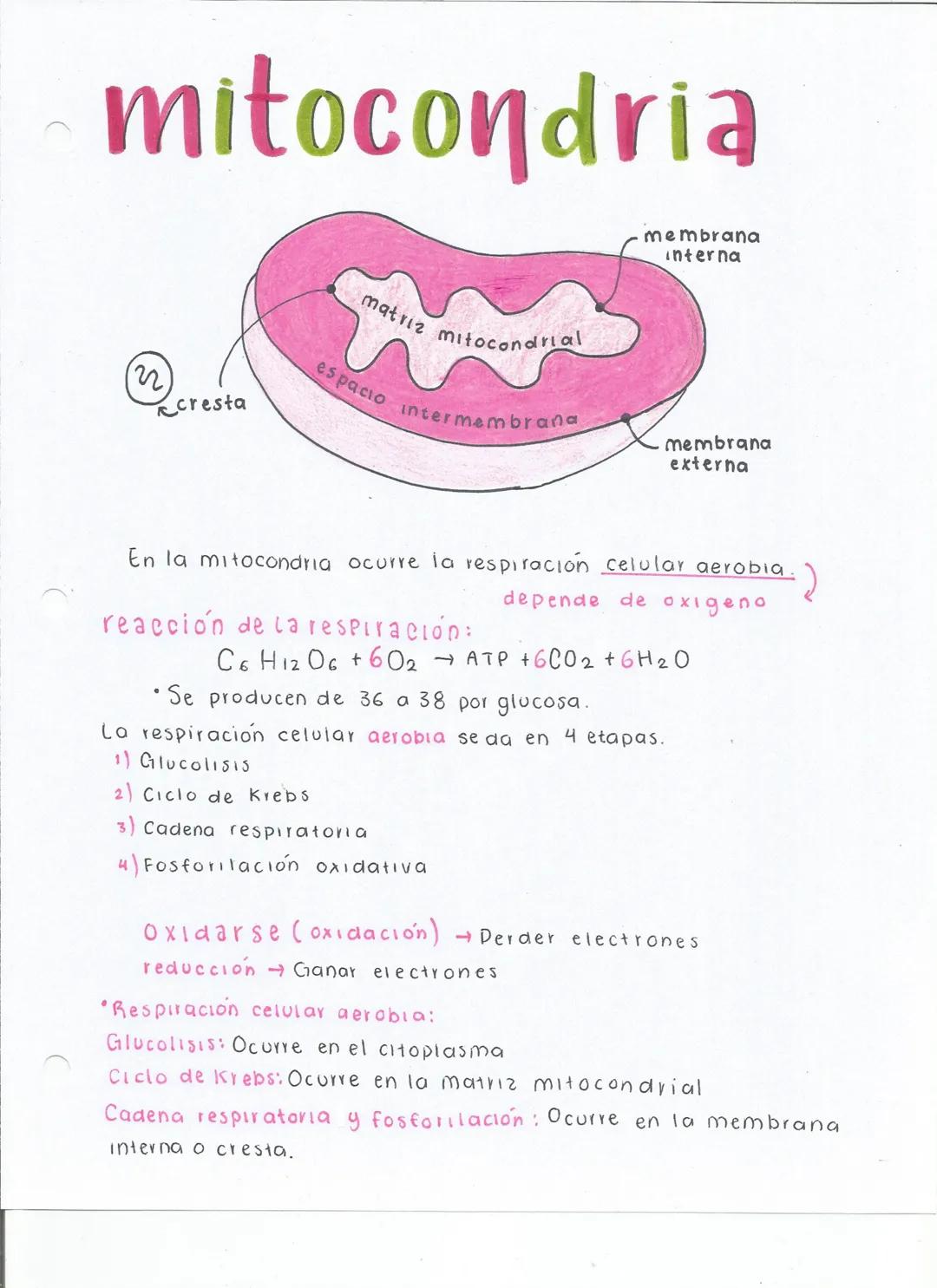 mitocondria
(22)
cresta
matriz mitocondrial
espacio intermembrana
membrana
interna
membrana
externa
En la mitocondria ocurre la respiració