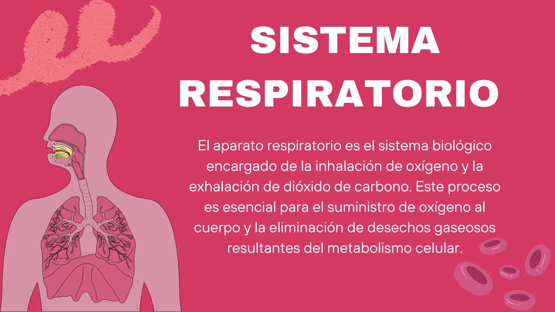 ( ) )
SISTEMA
RESPIRATORIO
Equipo 5 SISTEMA
RESPIRATORIO
El aparato respiratorio es el sistema biológico
encargado de la inhalación de oxíge