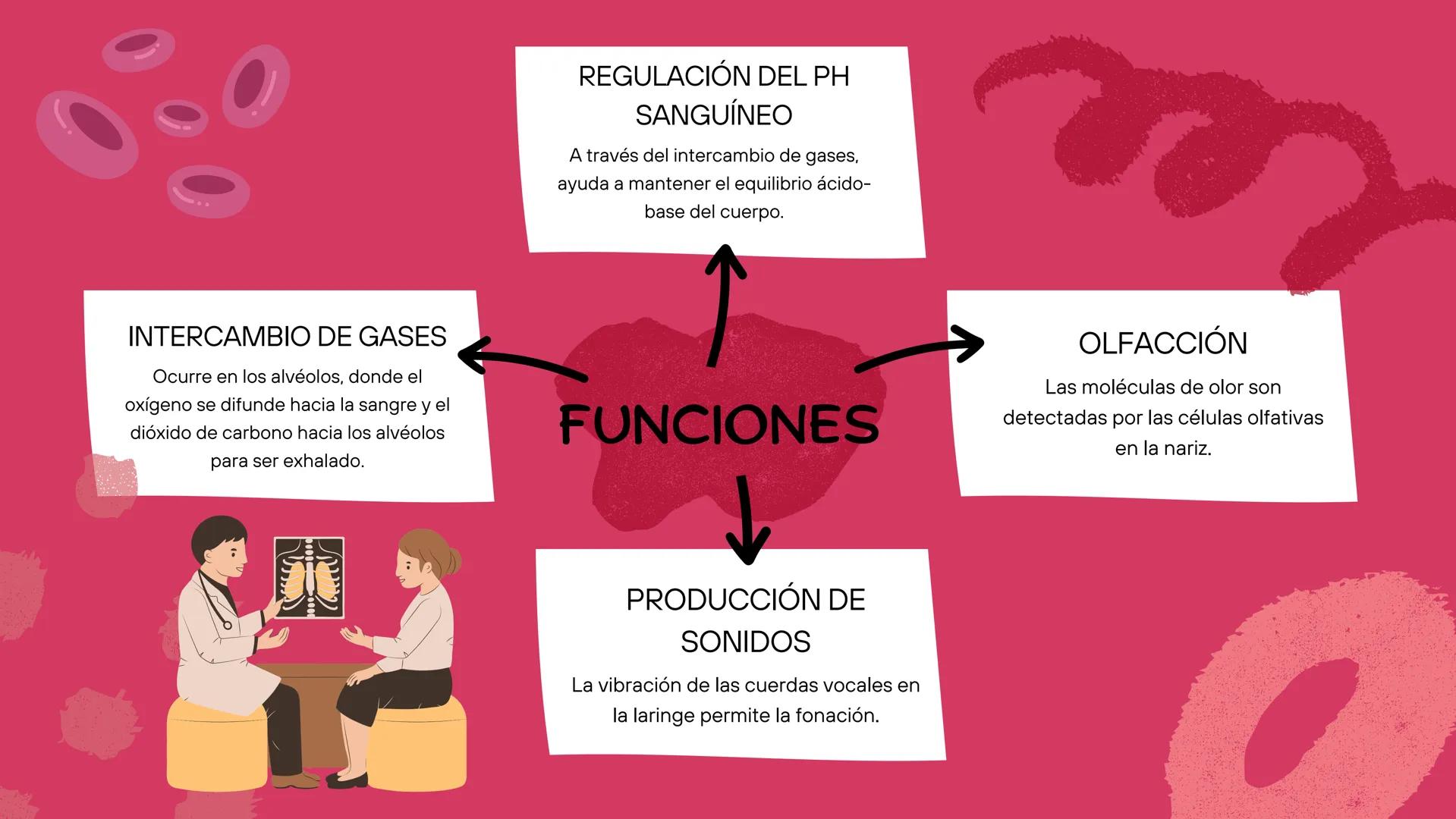 ( ) )
SISTEMA
RESPIRATORIO
Equipo 5 SISTEMA
RESPIRATORIO
El aparato respiratorio es el sistema biológico
encargado de la inhalación de oxíge