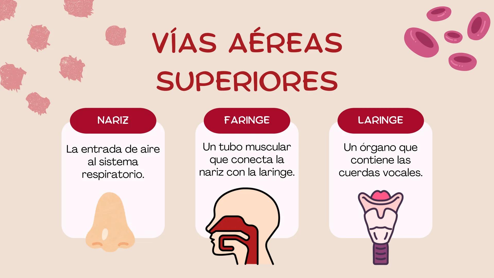 ( ) )
SISTEMA
RESPIRATORIO
Equipo 5 SISTEMA
RESPIRATORIO
El aparato respiratorio es el sistema biológico
encargado de la inhalación de oxíge