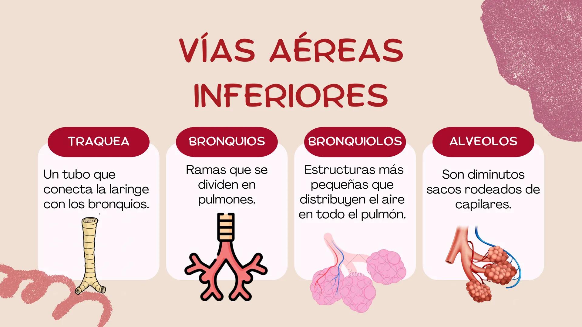 ( ) )
SISTEMA
RESPIRATORIO
Equipo 5 SISTEMA
RESPIRATORIO
El aparato respiratorio es el sistema biológico
encargado de la inhalación de oxíge