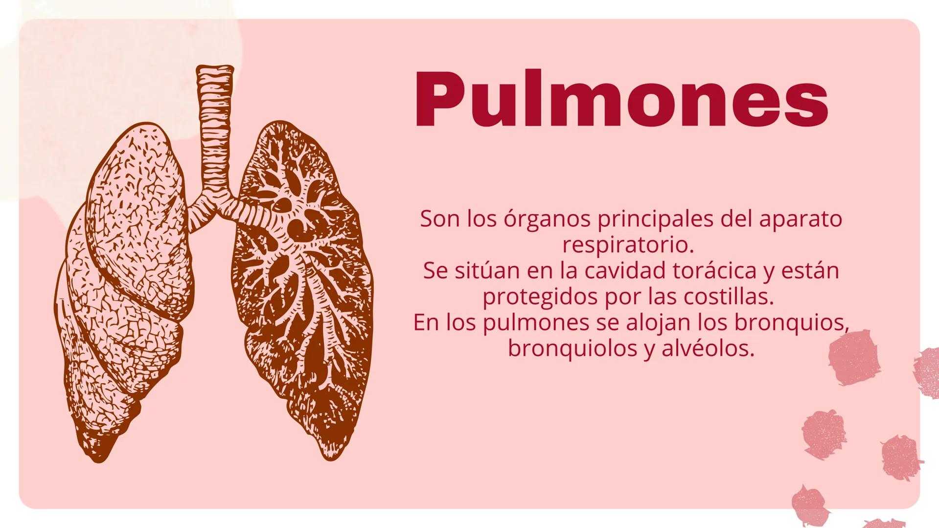 ( ) )
SISTEMA
RESPIRATORIO
Equipo 5 SISTEMA
RESPIRATORIO
El aparato respiratorio es el sistema biológico
encargado de la inhalación de oxíge