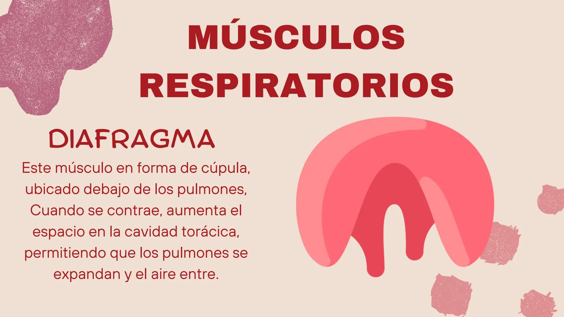 ( ) )
SISTEMA
RESPIRATORIO
Equipo 5 SISTEMA
RESPIRATORIO
El aparato respiratorio es el sistema biológico
encargado de la inhalación de oxíge
