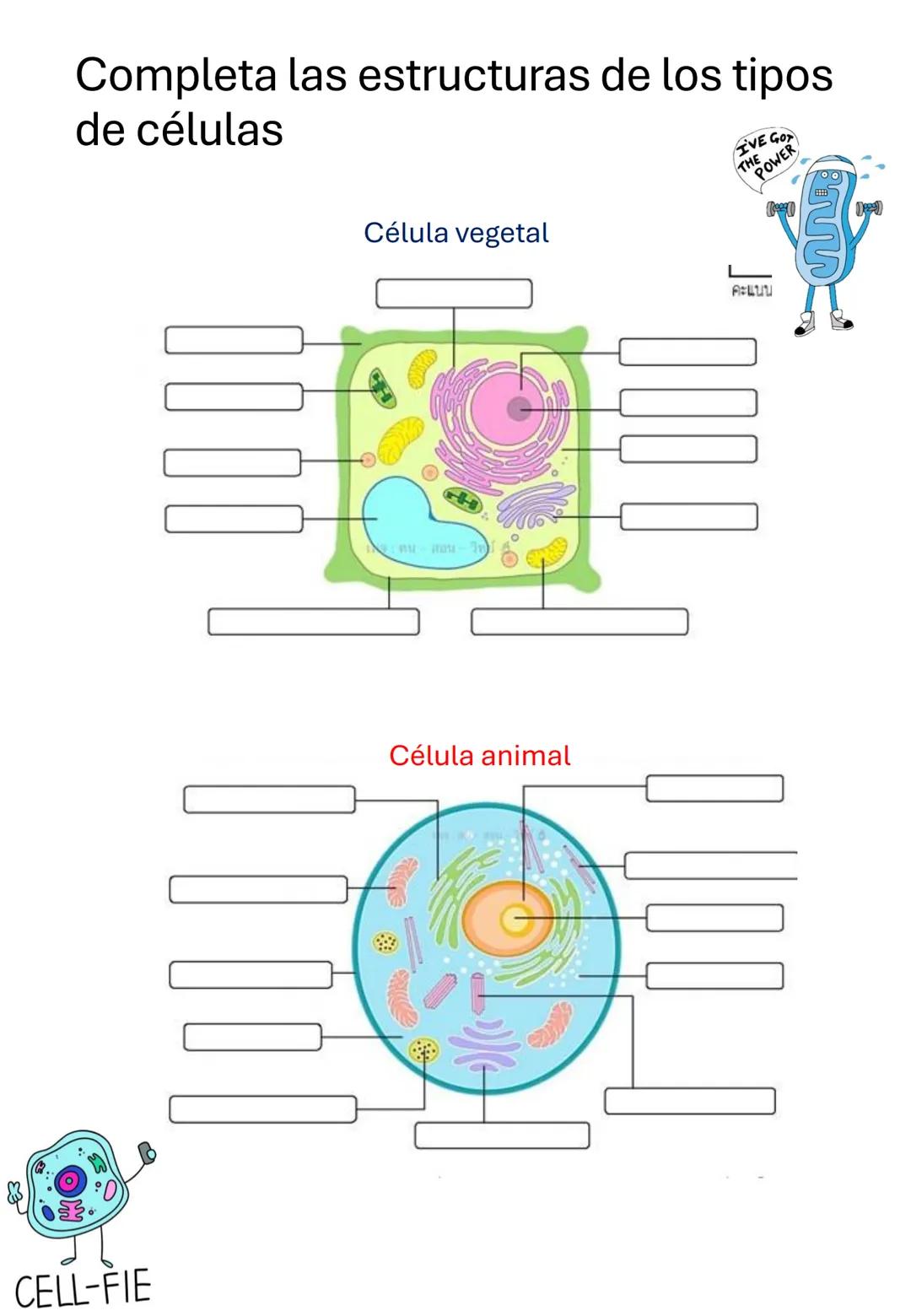 Guía de estudio
Biología
1er Trimestre
Nombre:__________________________________
Dr. Ernesto Chanes Rodríguez-Ramírez
Lee cuidadosamente