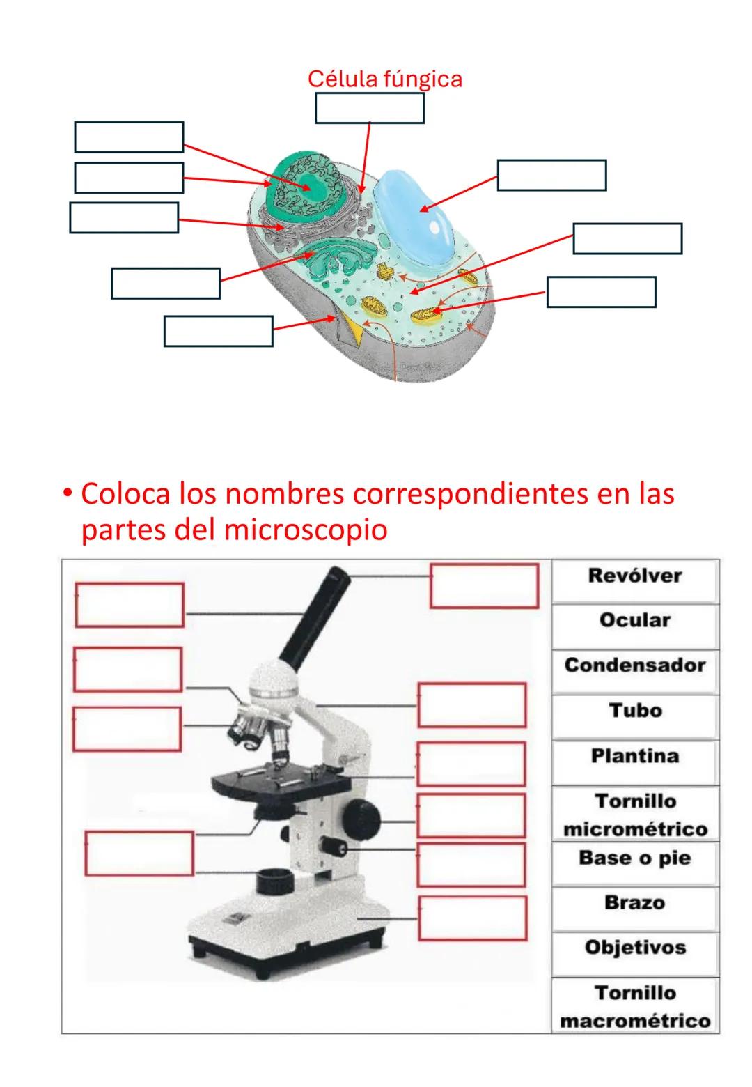 Guía de estudio
Biología
1er Trimestre
Nombre:__________________________________
Dr. Ernesto Chanes Rodríguez-Ramírez
Lee cuidadosamente