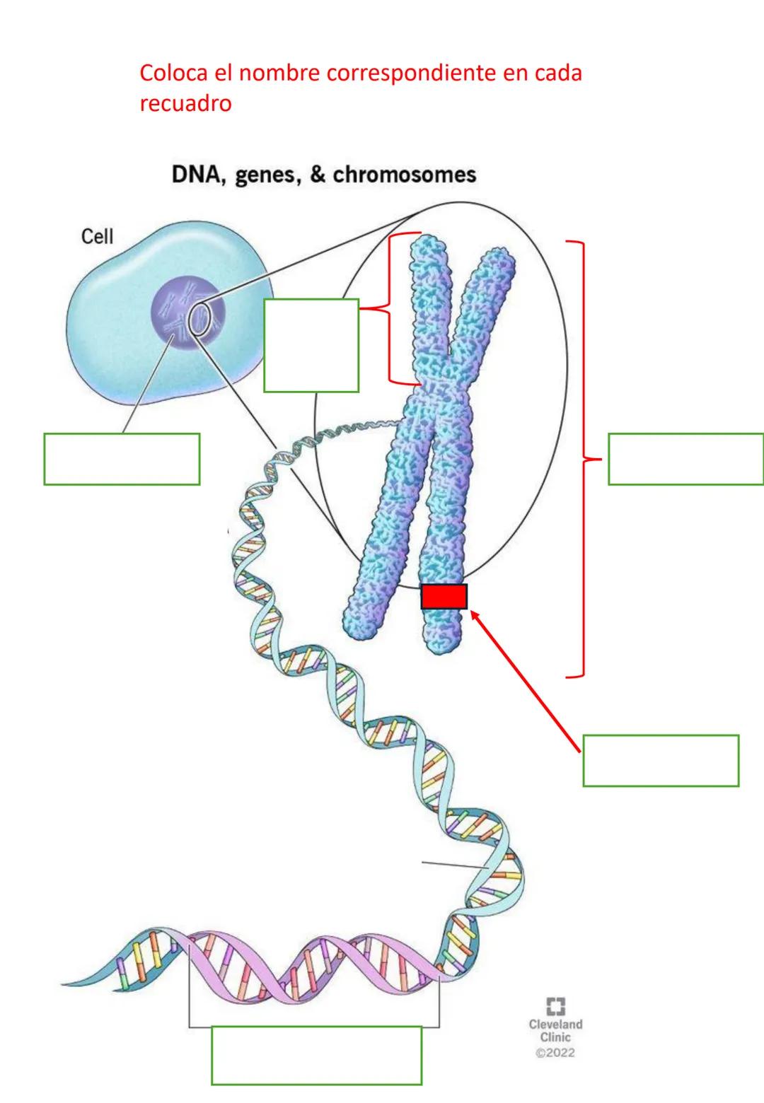 Guía de estudio
Biología
1er Trimestre
Nombre:__________________________________
Dr. Ernesto Chanes Rodríguez-Ramírez
Lee cuidadosamente