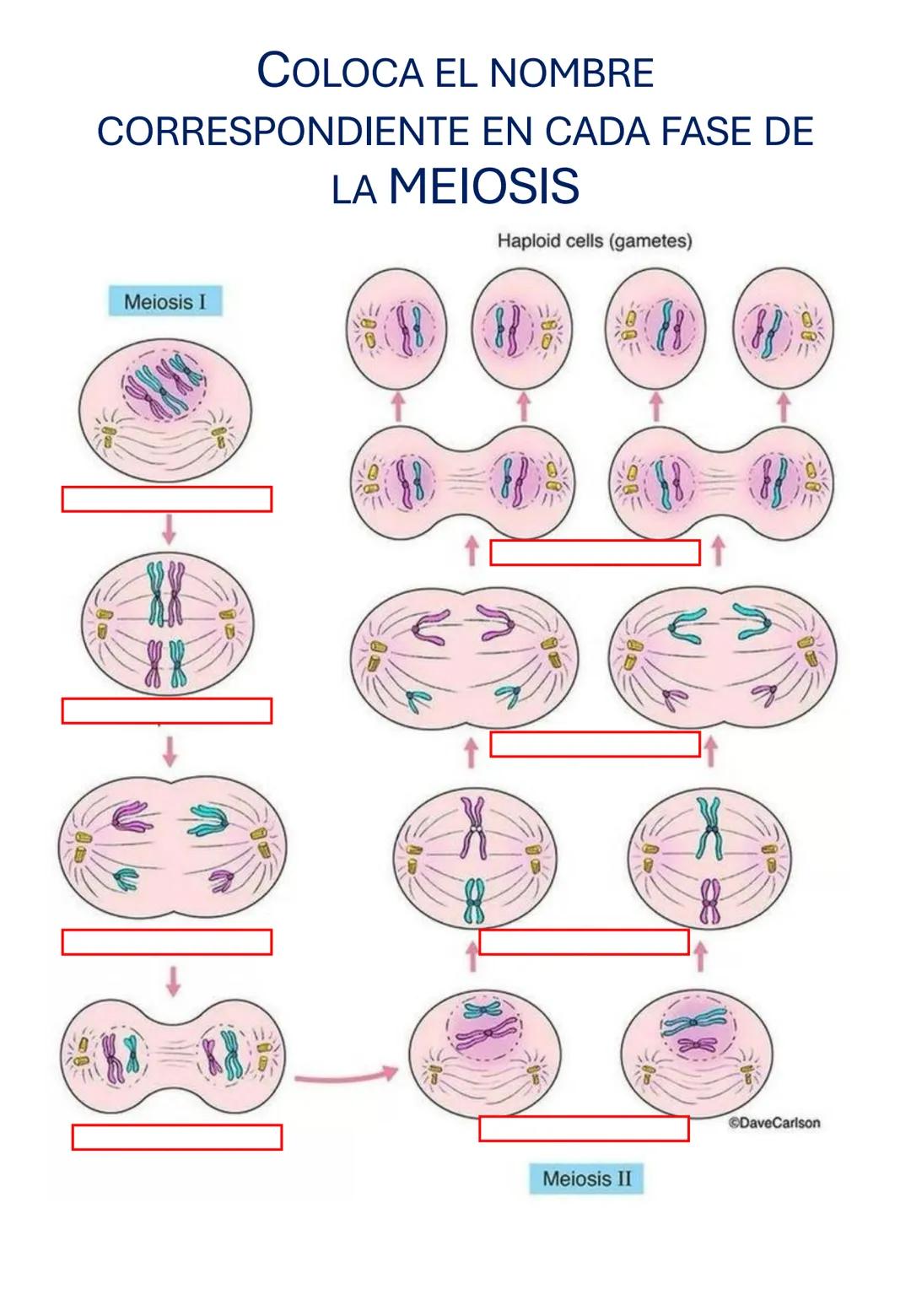 Guía de estudio
Biología
1er Trimestre
Nombre:__________________________________
Dr. Ernesto Chanes Rodríguez-Ramírez
Lee cuidadosamente