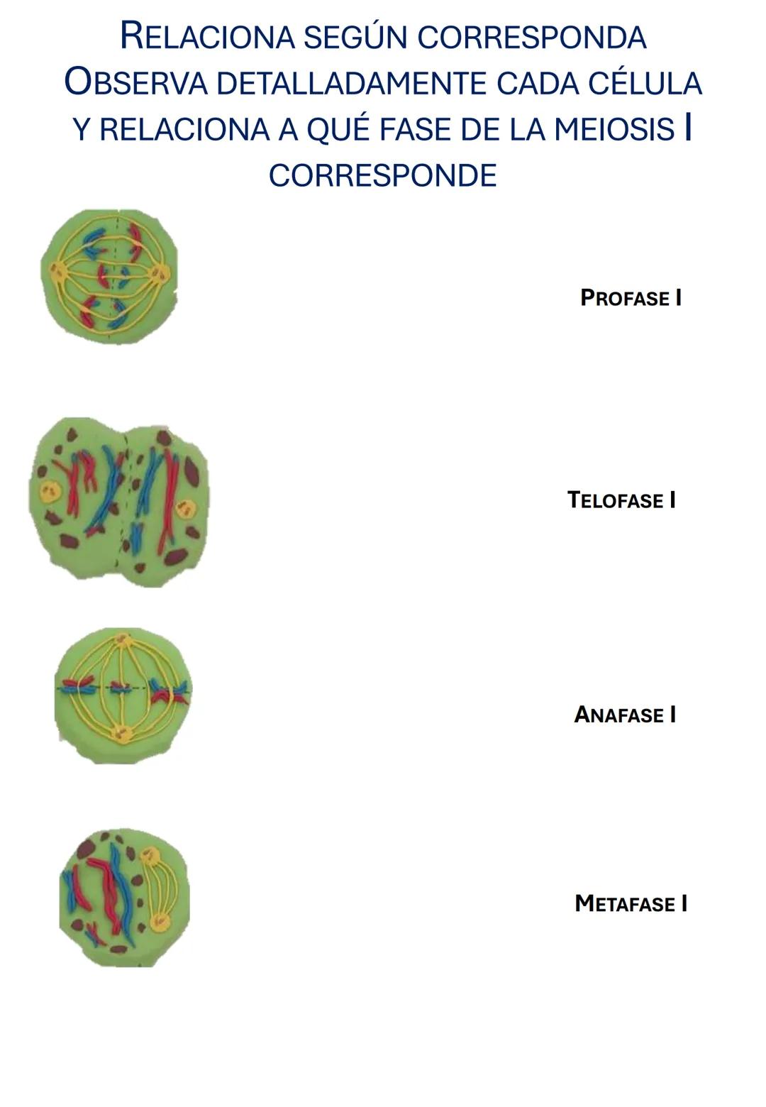 Guía de estudio
Biología
1er Trimestre
Nombre:__________________________________
Dr. Ernesto Chanes Rodríguez-Ramírez
Lee cuidadosamente