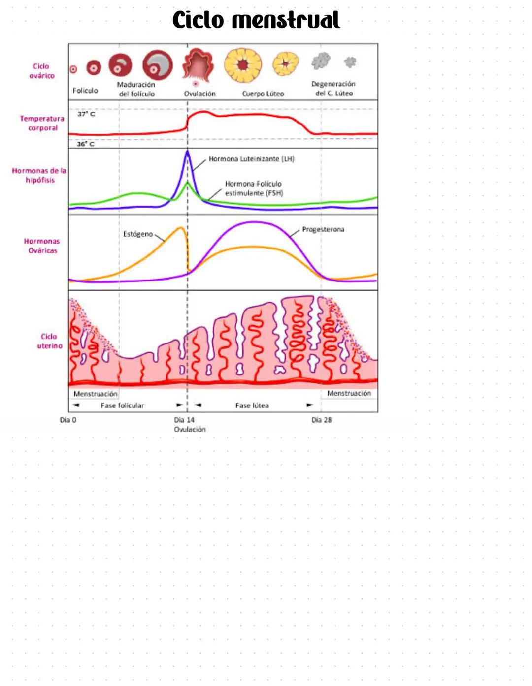 # Ciclo menstrual
Ciclo
ovárico
Foliculo
Maduración
del foliculo
Ovulación
Cuerpo Lúteo
Degeneración
del C. Lúteo
37° C
Temperatura