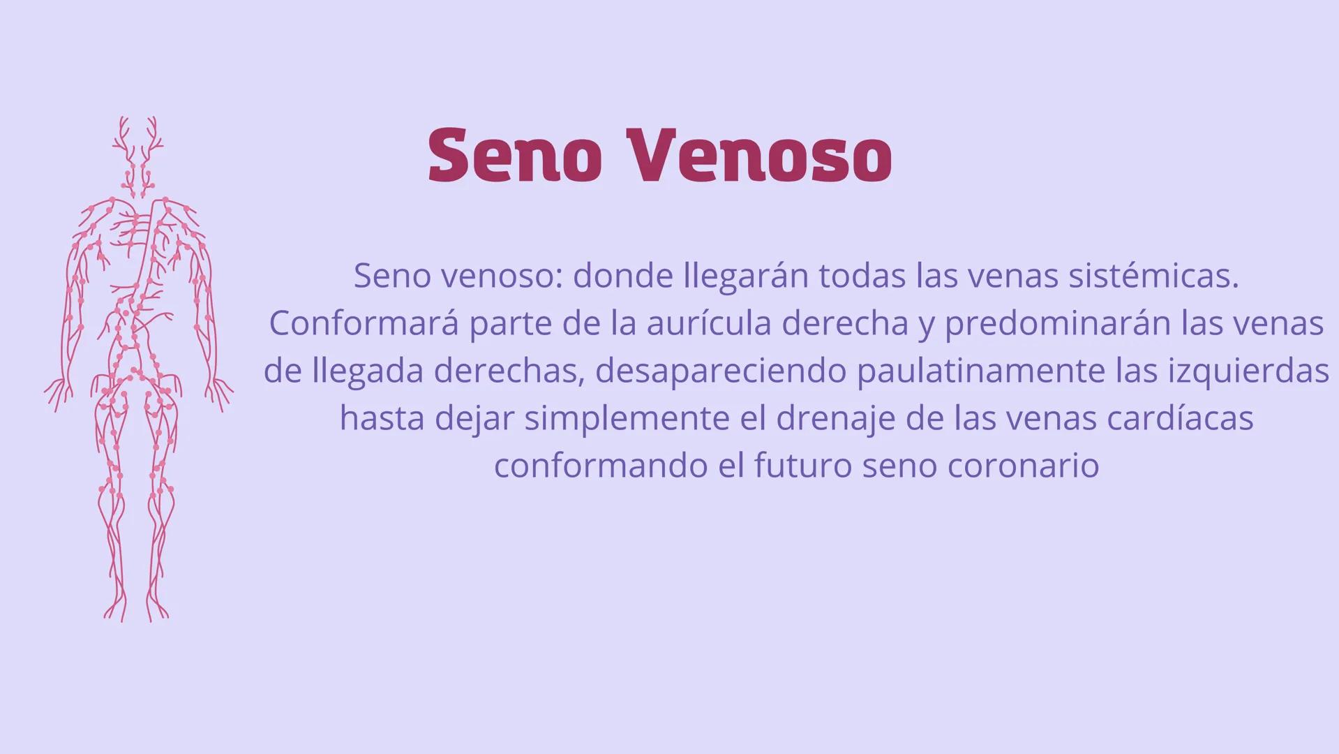 SISTEMA
CARDIOVASCULAR
EN EL DESARROLLO
EMBRIONARIO Contenidos
• Desarrollo del corazón
• Estructuras Embriológicas
• Desarrollo de los Vaso