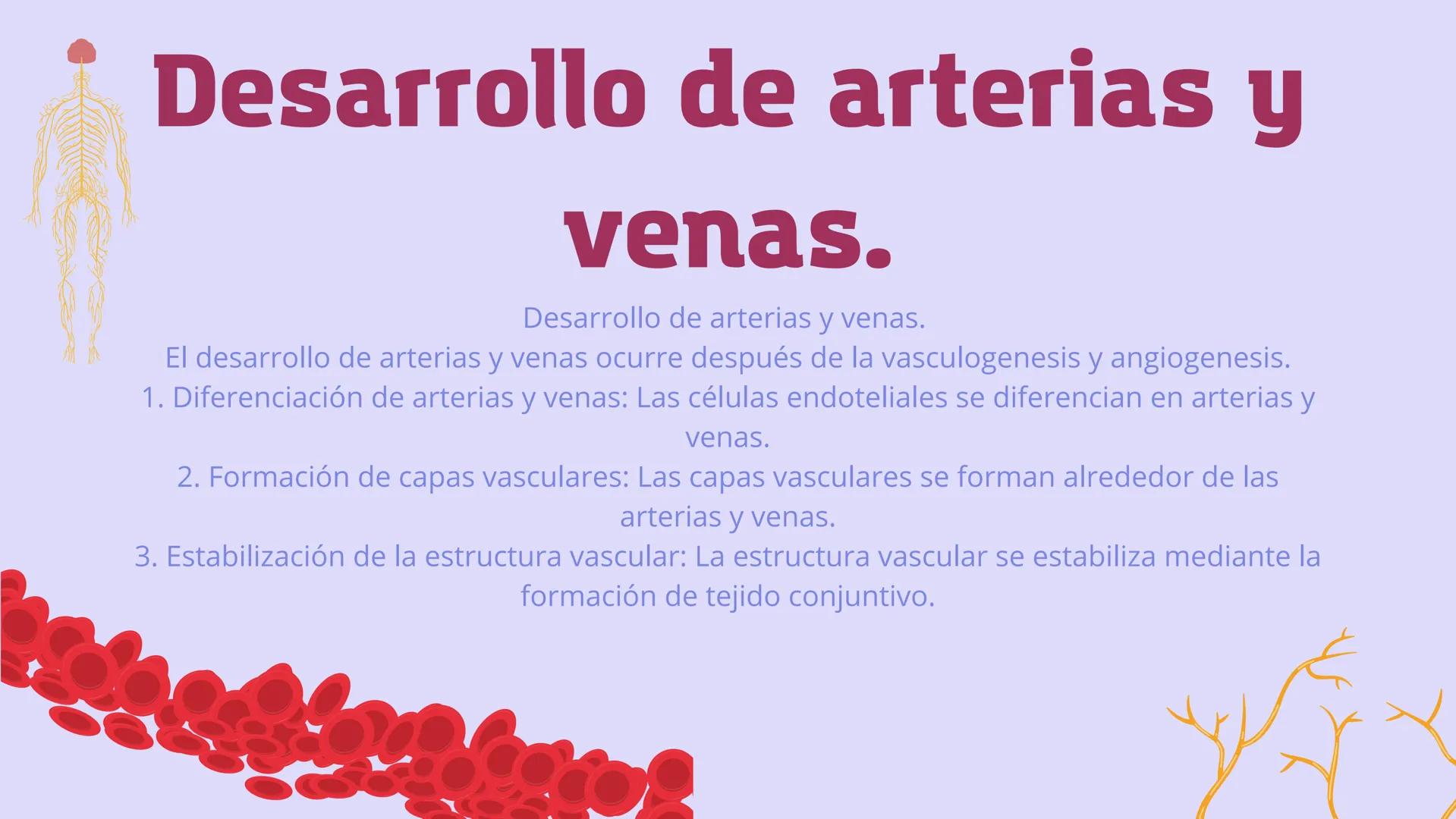 SISTEMA
CARDIOVASCULAR
EN EL DESARROLLO
EMBRIONARIO Contenidos
• Desarrollo del corazón
• Estructuras Embriológicas
• Desarrollo de los Vaso