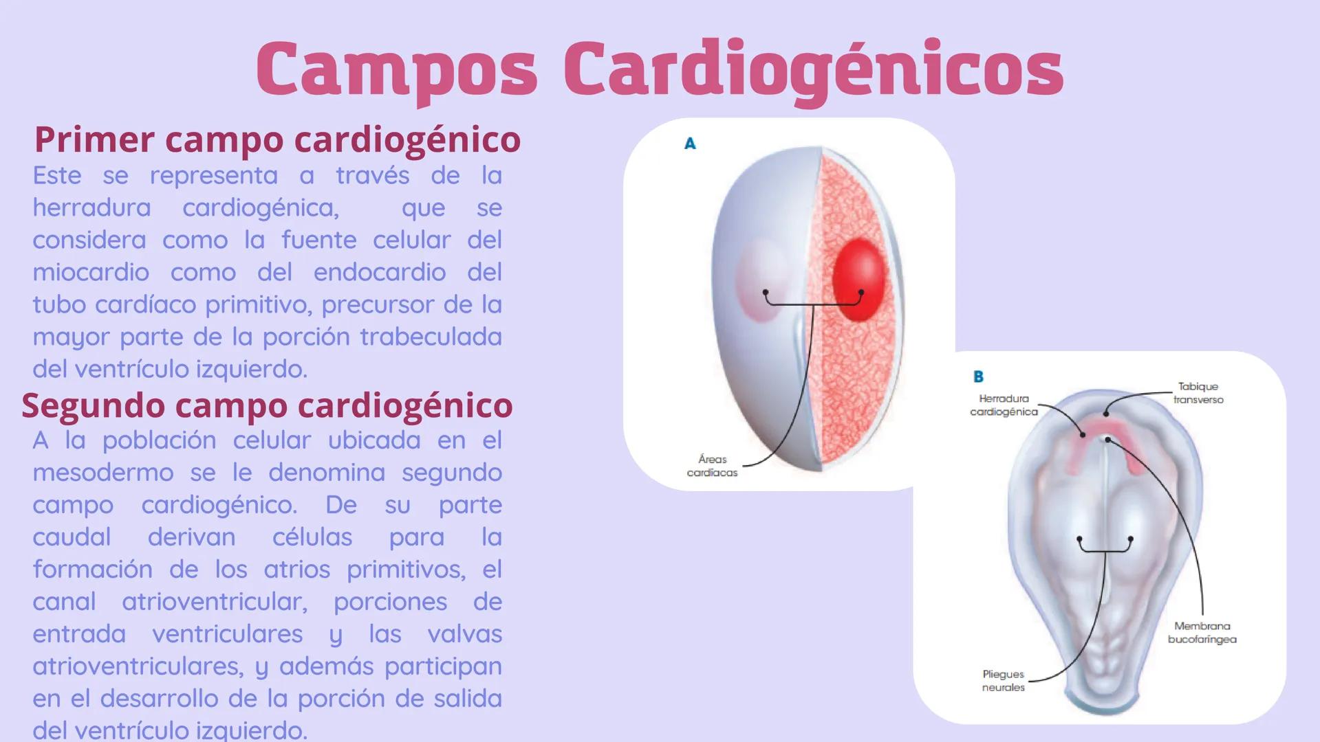 SISTEMA
CARDIOVASCULAR
EN EL DESARROLLO
EMBRIONARIO Contenidos
• Desarrollo del corazón
• Estructuras Embriológicas
• Desarrollo de los Vaso