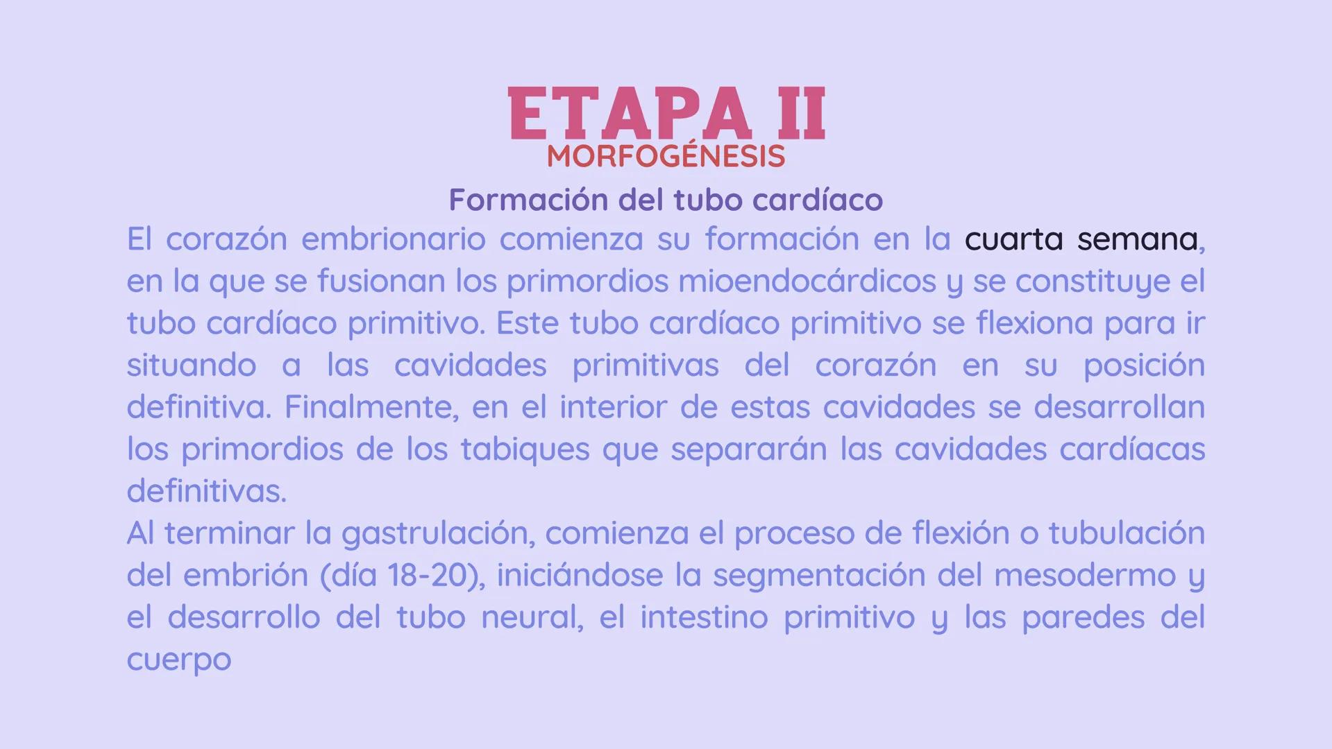 SISTEMA
CARDIOVASCULAR
EN EL DESARROLLO
EMBRIONARIO Contenidos
• Desarrollo del corazón
• Estructuras Embriológicas
• Desarrollo de los Vaso