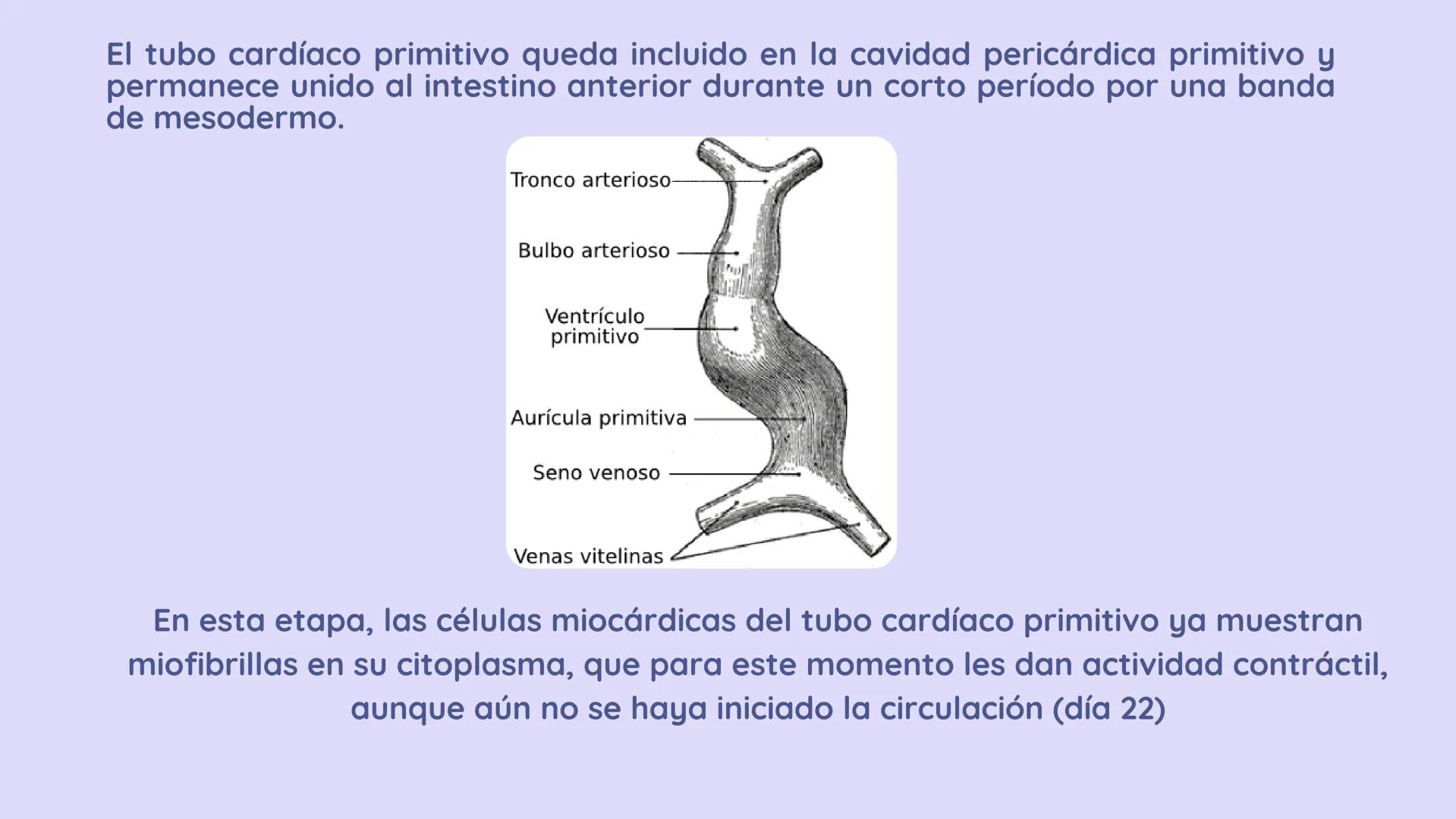 SISTEMA
CARDIOVASCULAR
EN EL DESARROLLO
EMBRIONARIO Contenidos
• Desarrollo del corazón
• Estructuras Embriológicas
• Desarrollo de los Vaso